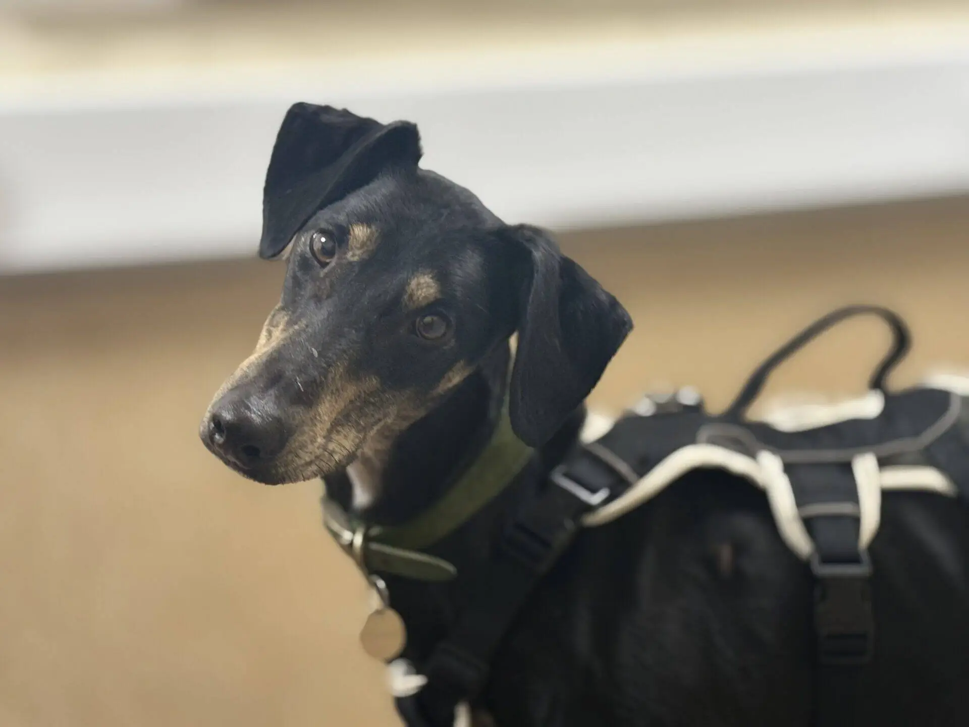 Dr Doof the Lurcher, a black and tan dog wearing a green collar and black harness, tilts his head whilst looking at the camera.