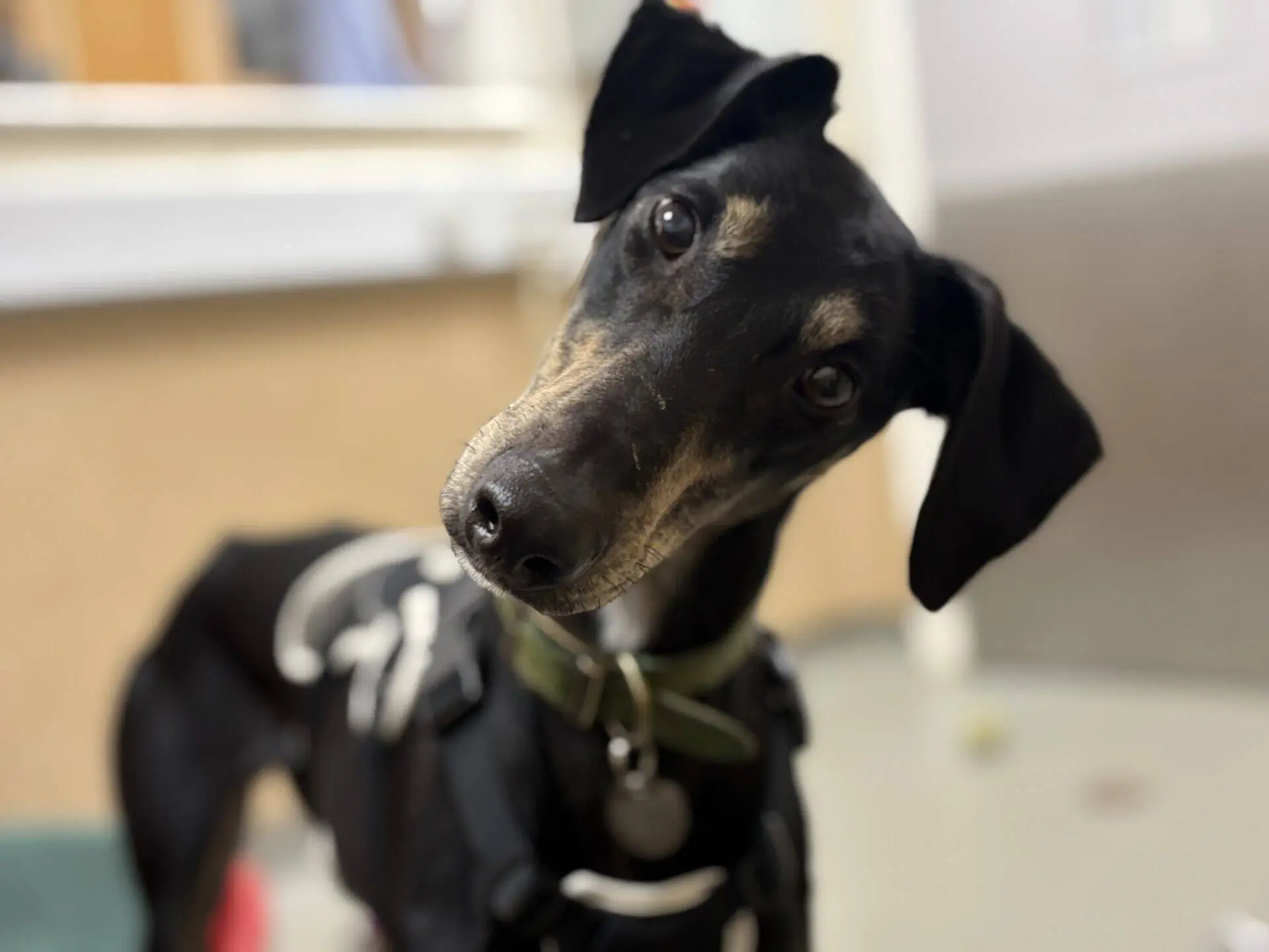 Dr Doof the Lurcher, a black dog with tan markings and a green collar, tilts its head.