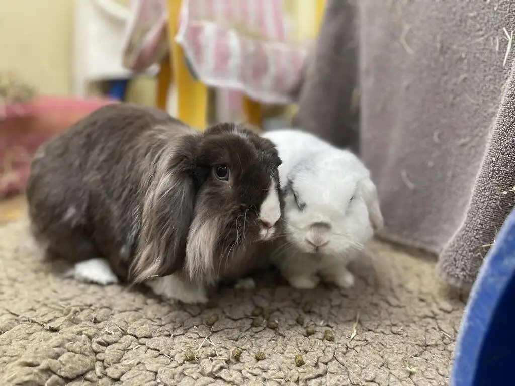 A dark brown lop-eared rabbit sitting next to a smaller white rabbit.