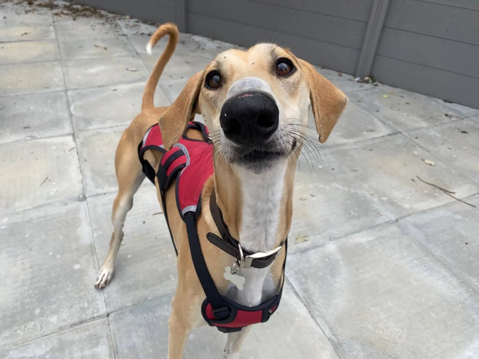 A tan Lurcher dog with a white chest, wearing a red harness, stands on a tiled patio in Fiji and looks up curiously at the camera.