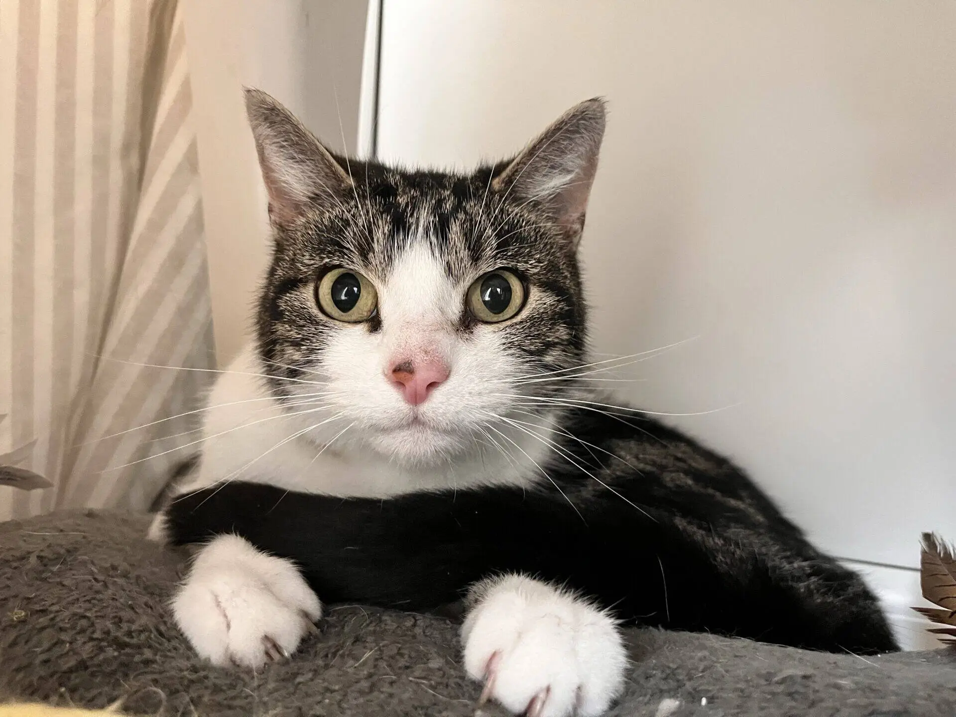 A black and white cat with wide green eyes and pink nose lies on a soft grey surface, looking directly at the camera with its front paws tucked under its chest.