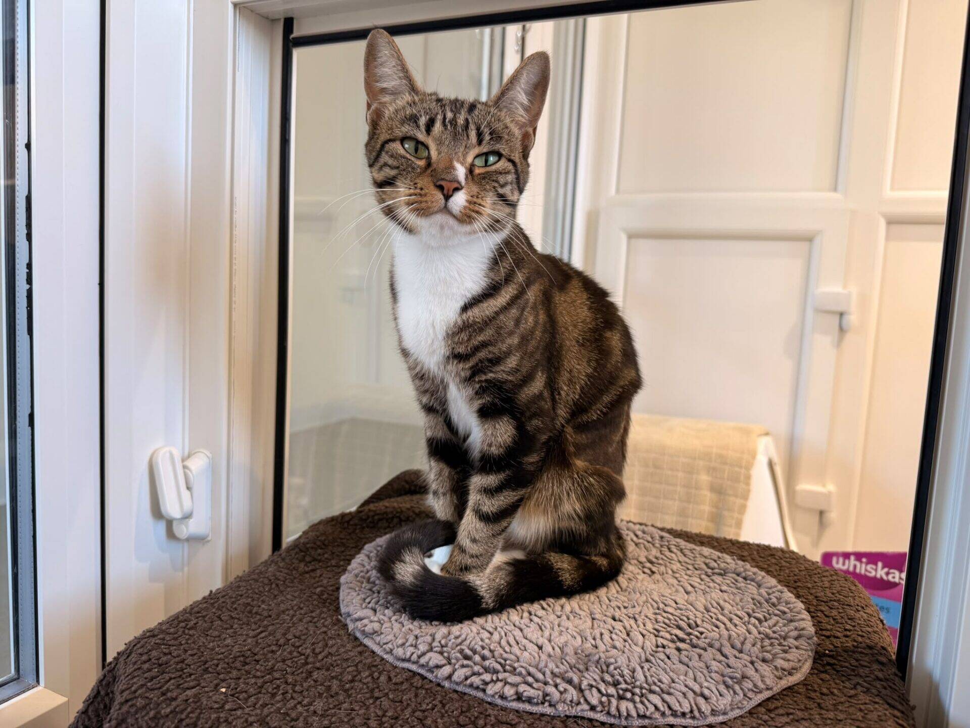 A tabby cat with green eyes sits on a grey mat by a window, looking calmly at the camera. A brown blanket and part of a purple Whiskas box are also visible in the background.