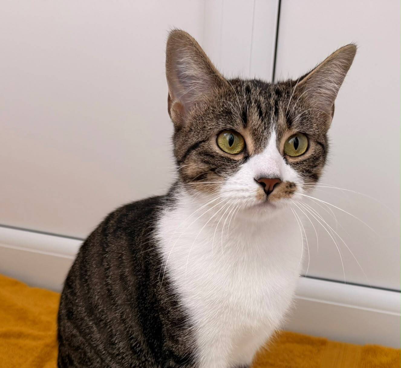 A tabby cat with green eyes and white chest sits on an orange surface, looking directly at the camera. The background is a plain white wall and cupboard.