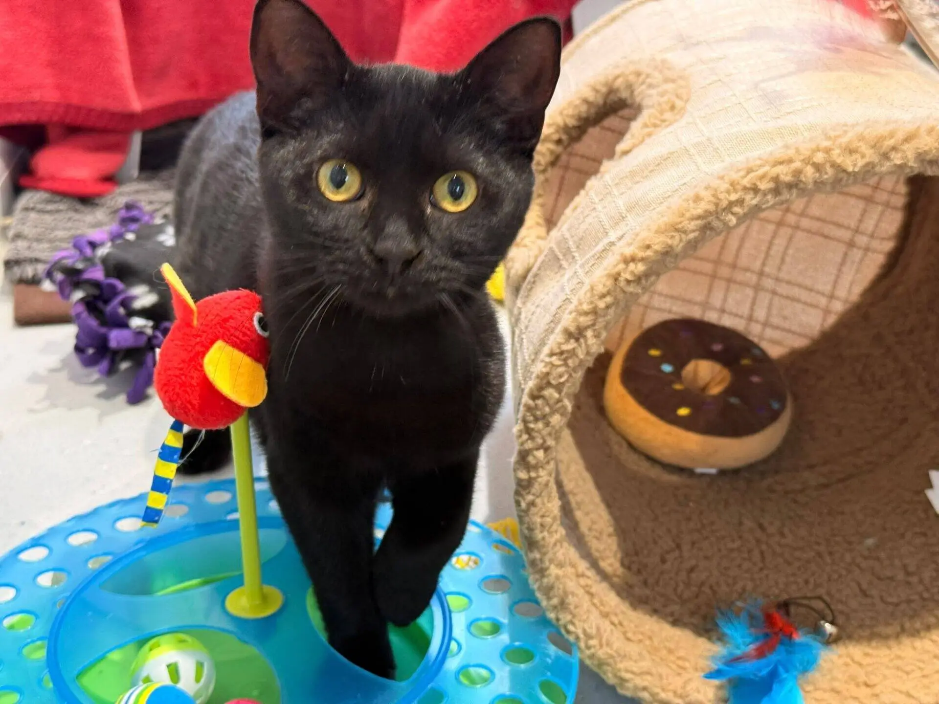 A black kitten stands next to a blue circular cat toy with a red bird toy, beside a plush pet tunnel containing a doughnut-shaped toy.