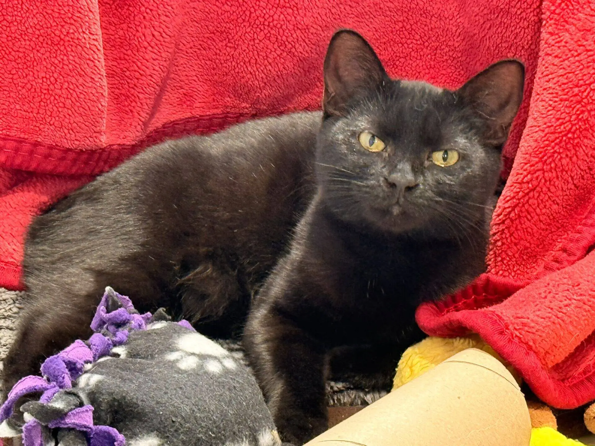 A black cat lying down against a bright red blanket.