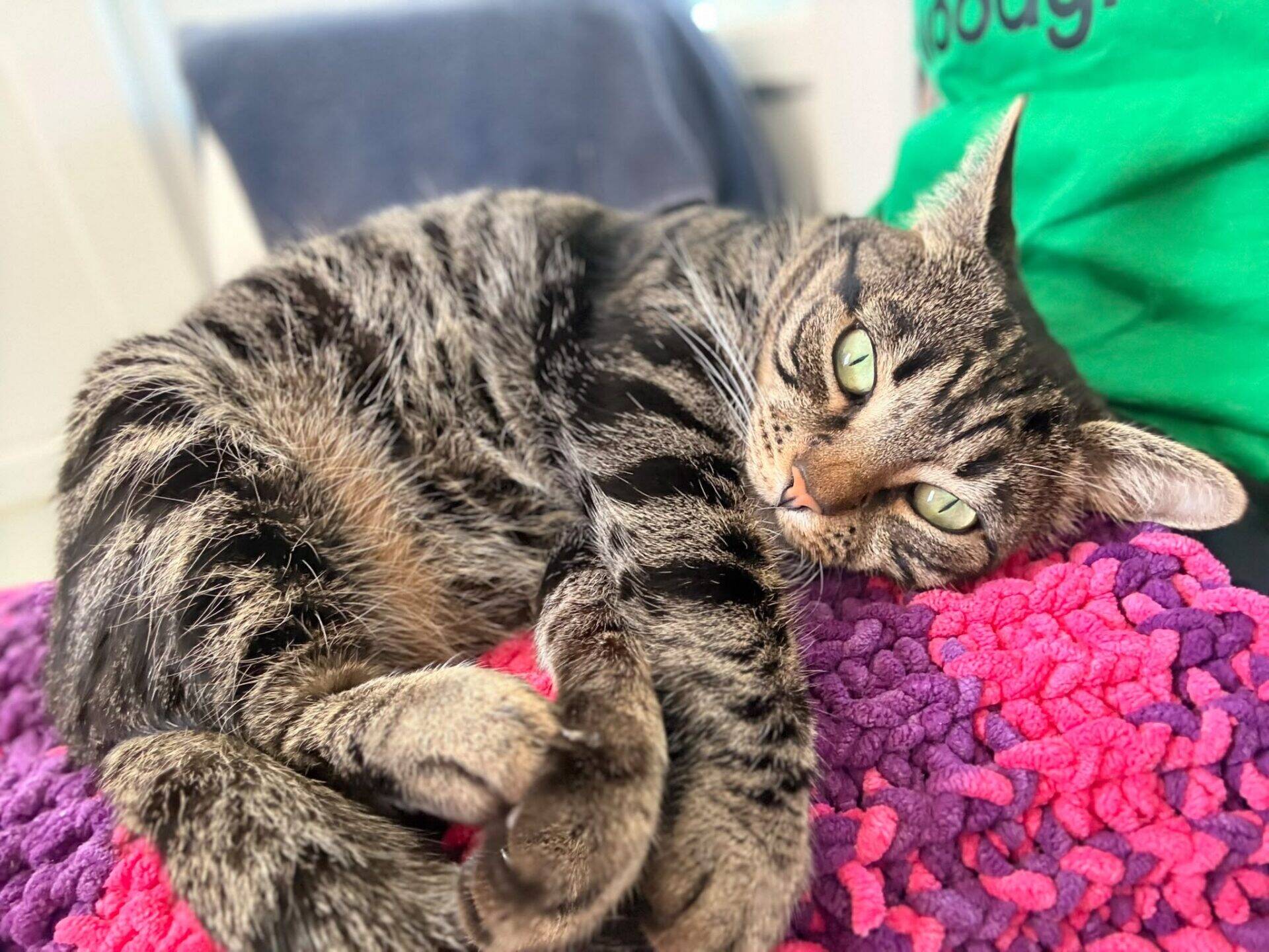 A brown tabby cat curled up on a textured pink and purple rug.