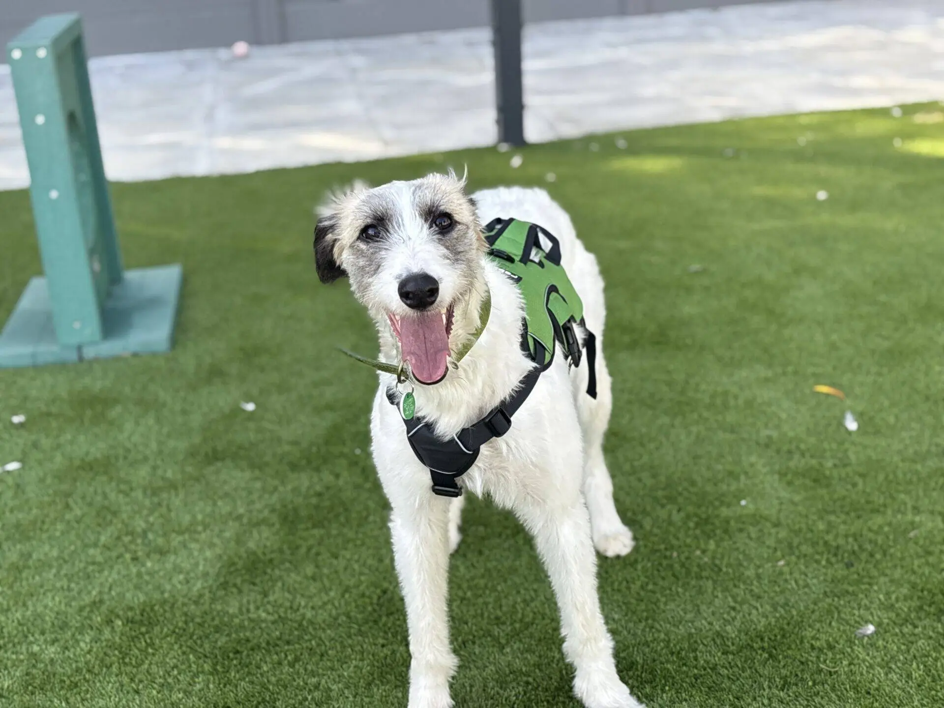 A white Lurcher dog named Sonia with black markings and a green harness stands on artificial grass, mouth open as if smiling, with a blurred background of pavement and a green agility obstacle.