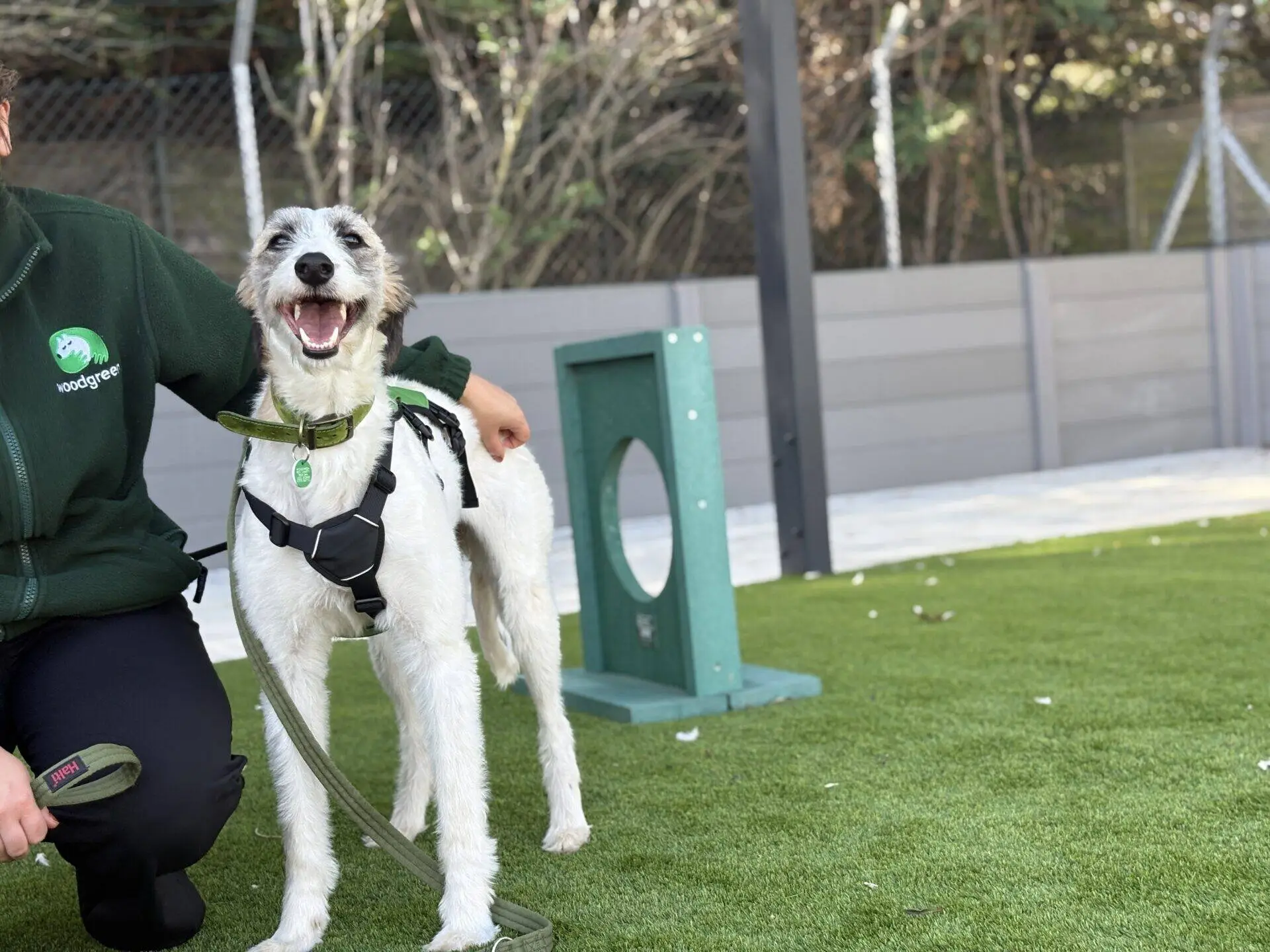 A happy Lurcher dog named Sonia with white and brown fur stands on green artificial grass next to a person in a green jacket. She wears a harness and lead, with a small agility jump in the background.