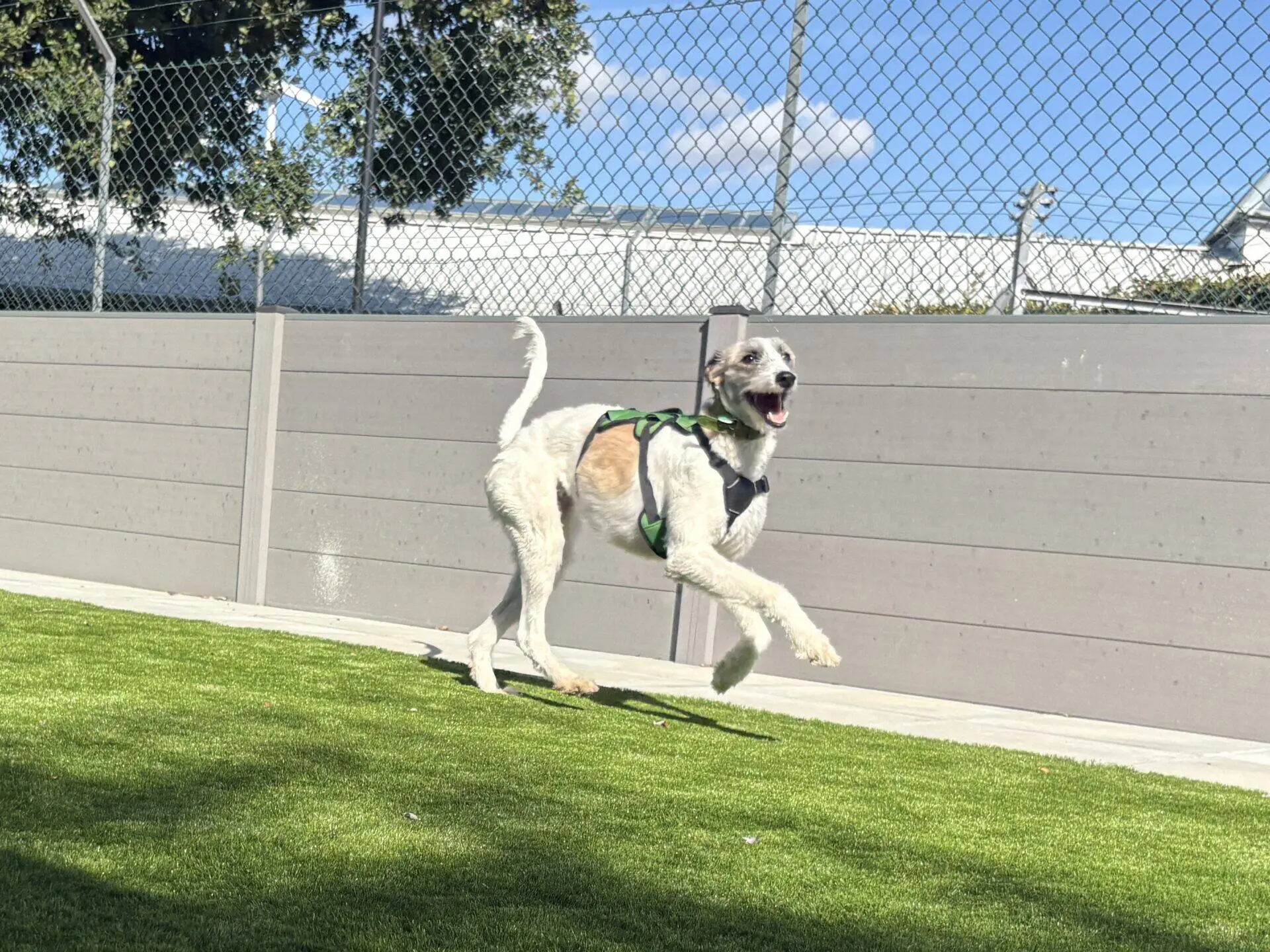 A happy Lurcher dog named Sonia, wearing a green harness, runs on grass near a fence under a blue sky with some clouds.