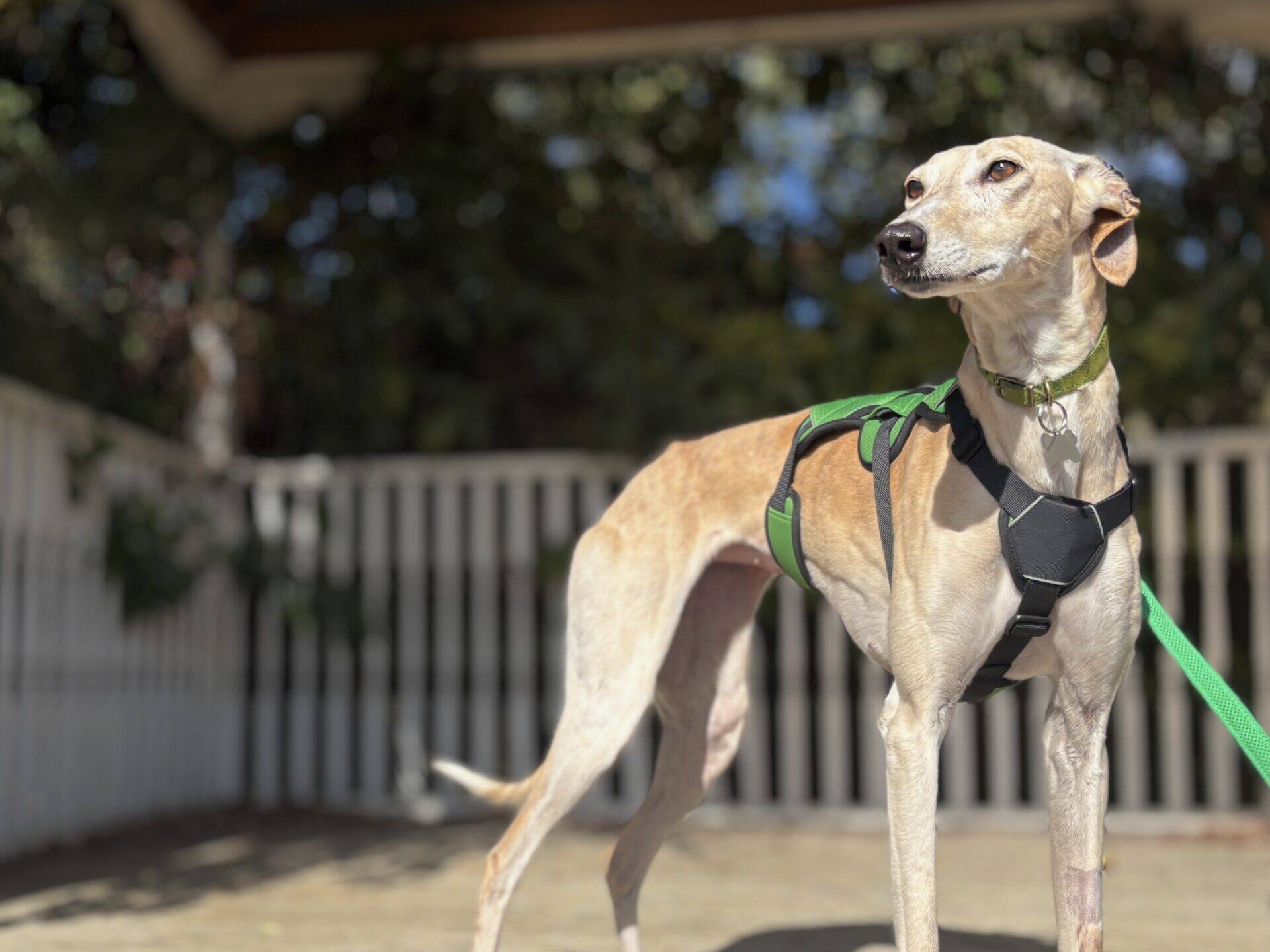 Isabella the Lurcher, a tan and white dog in a black and green harness, stands alert on a wooden decking with a white fence and greenery in the background.