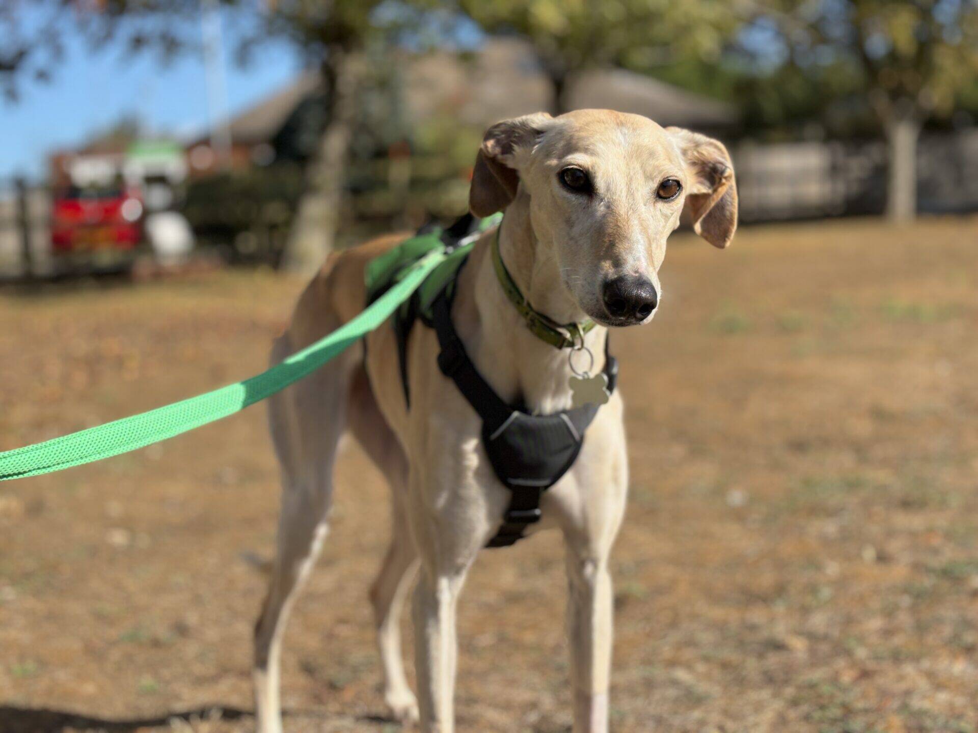Isabella the Lurcher, a tan greyhound in a black harness and green lead, stands outside on dry grass, with trees and a house softly blurred in the background.