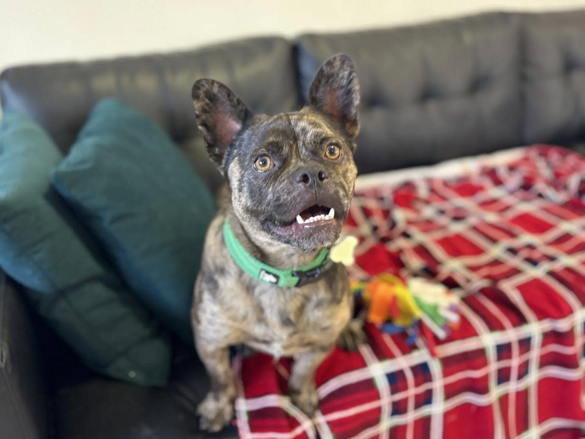 A small brindle dog with a green collar sits on a black sofa next to teal cushions and a red checked blanket, looking up with its mouth slightly open. A colourful toy is on the blanket nearby.