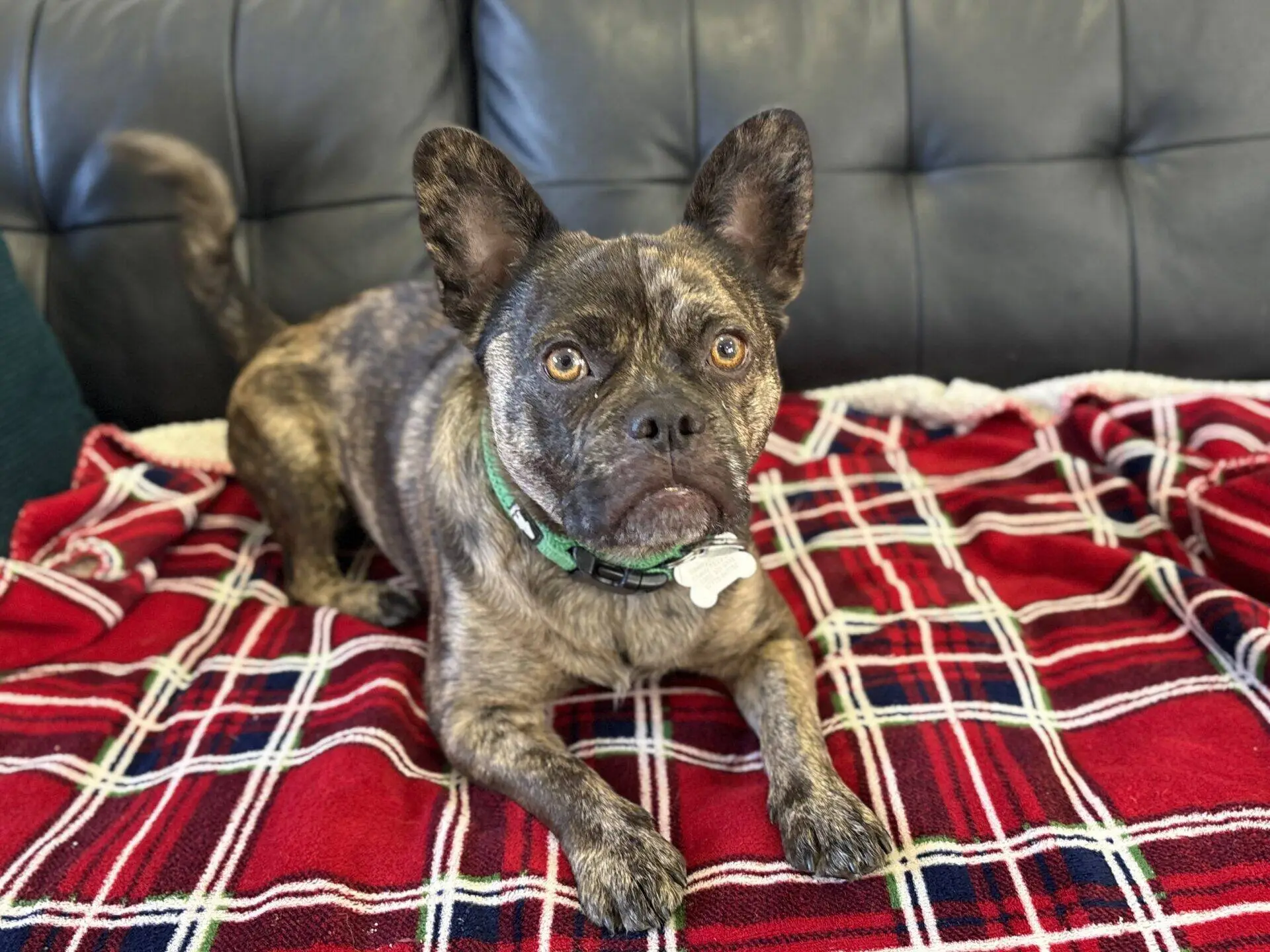 A brindle dog with large ears lies on a red tartan blanket on a sofa, looking alertly at the camera.
