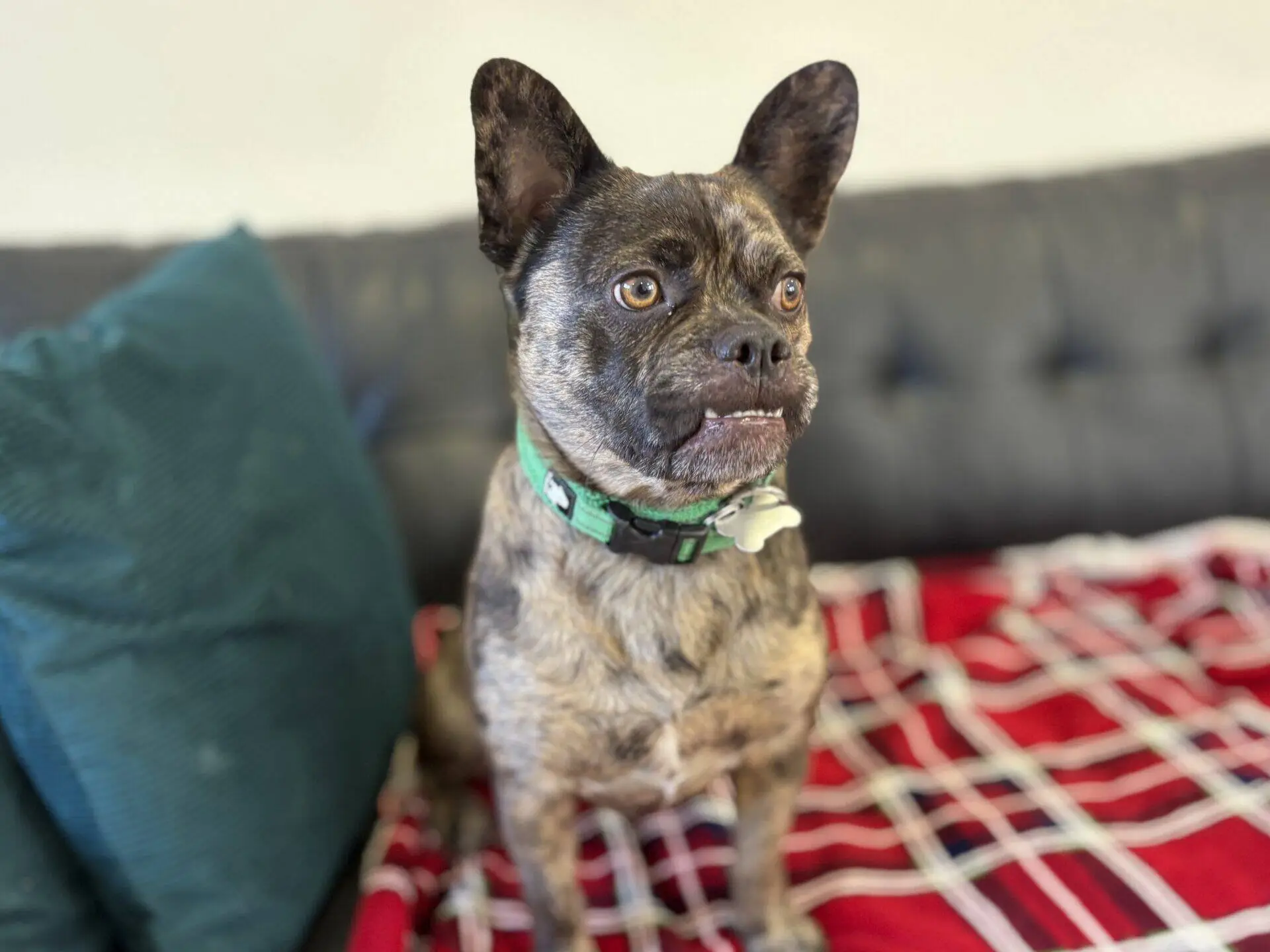 A small brindle dog with upright ears sits on a red checked blanket on a dark sofa, next to a teal cushion, looking alertly to the side.