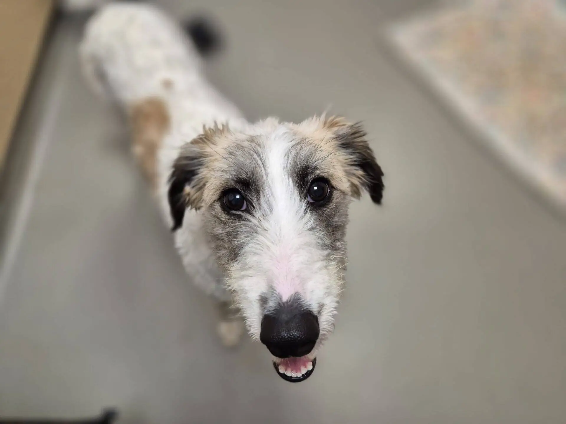 Sonia, a white and tan scruffy Lurcher with dark ears, looks up at the camera.