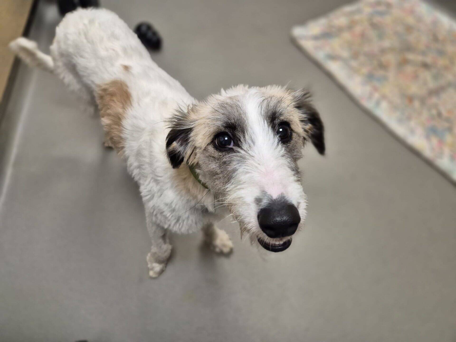 A scruffy white and tan Sonia the Lurcher dog looking up at the camera.
