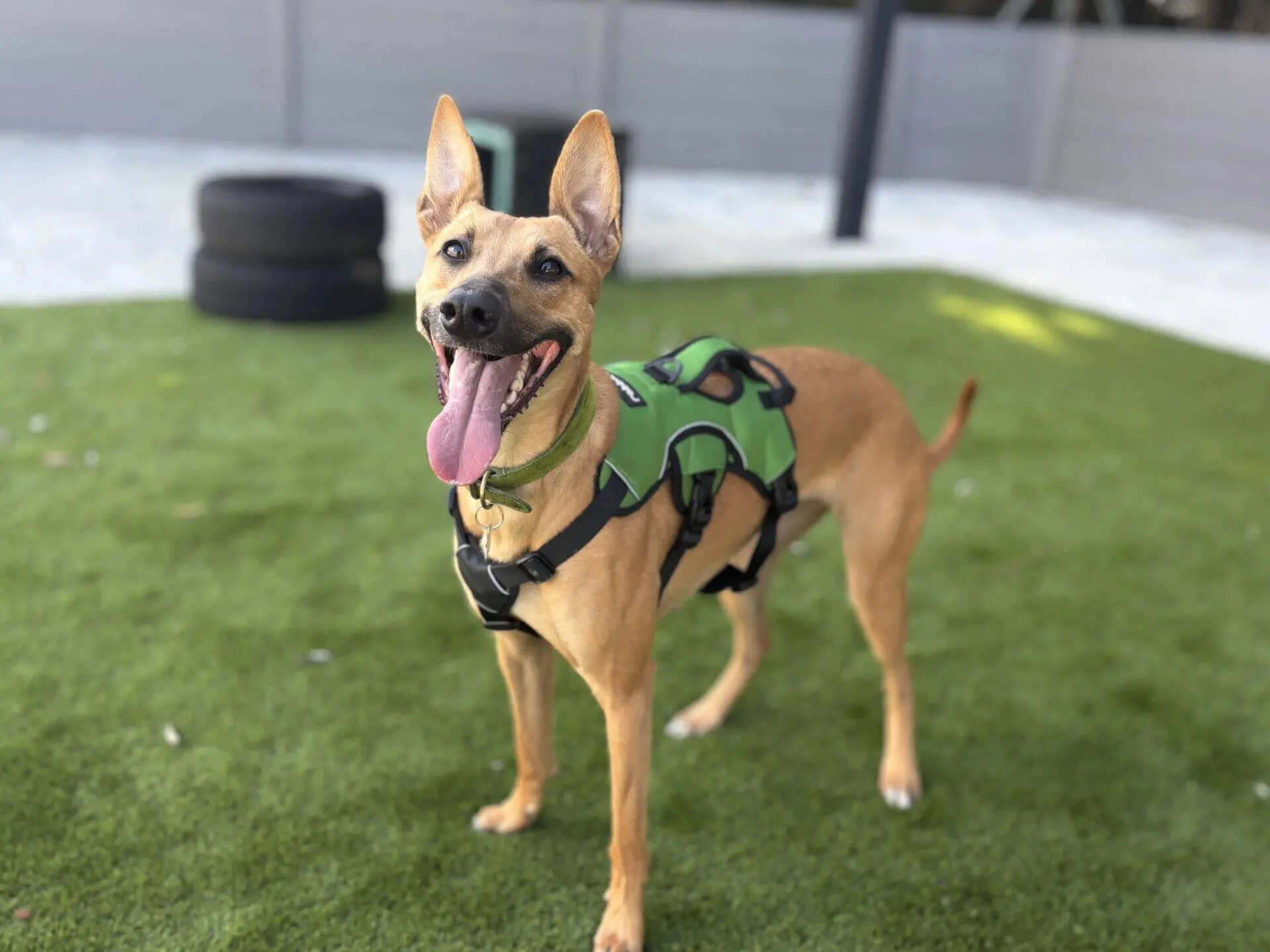 A brown dog wearing a green harness stands on artificial grass with its tongue out, looking happy. There are two stacked tyres and a grey fence in the background.