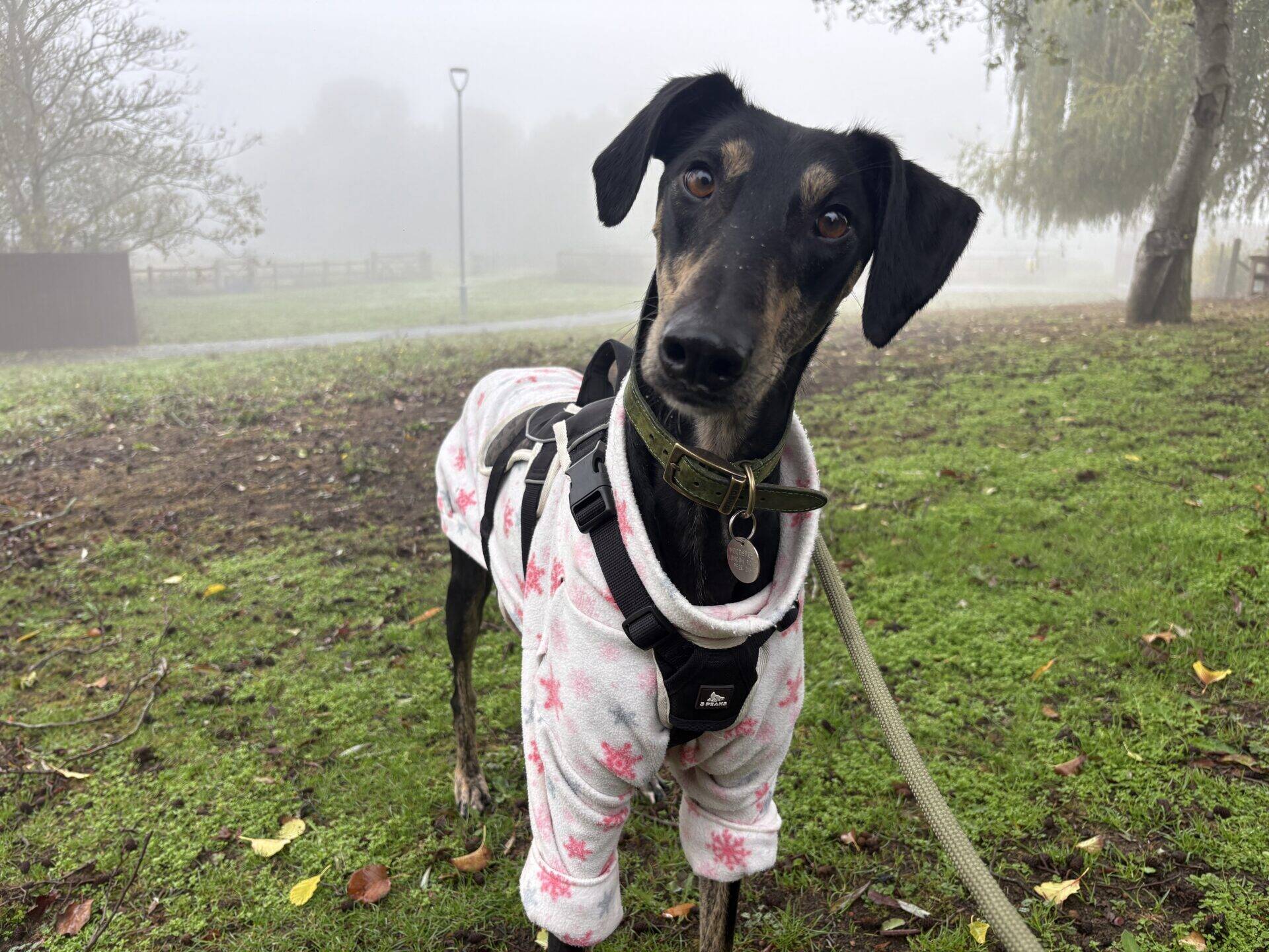 Dr Doof the Lurcher, a black dog with tan markings, stands on a grassy path in the fog wearing a white fleece jumper with pink snowflakes.