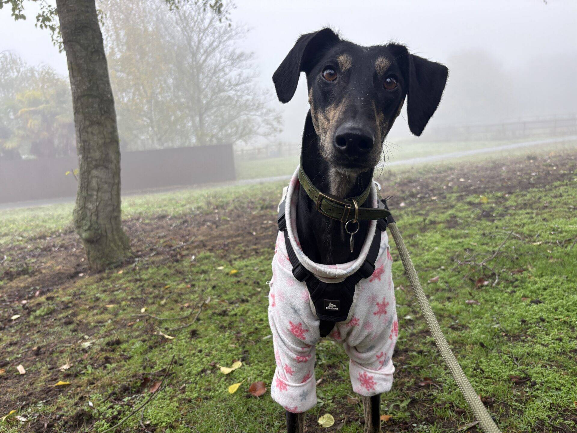 Dr Doof the Lurcher, a black greyhound wearing a pink and white snowflake-patterned fleece suit, stands on a grassy, foggy field while on a lead.
