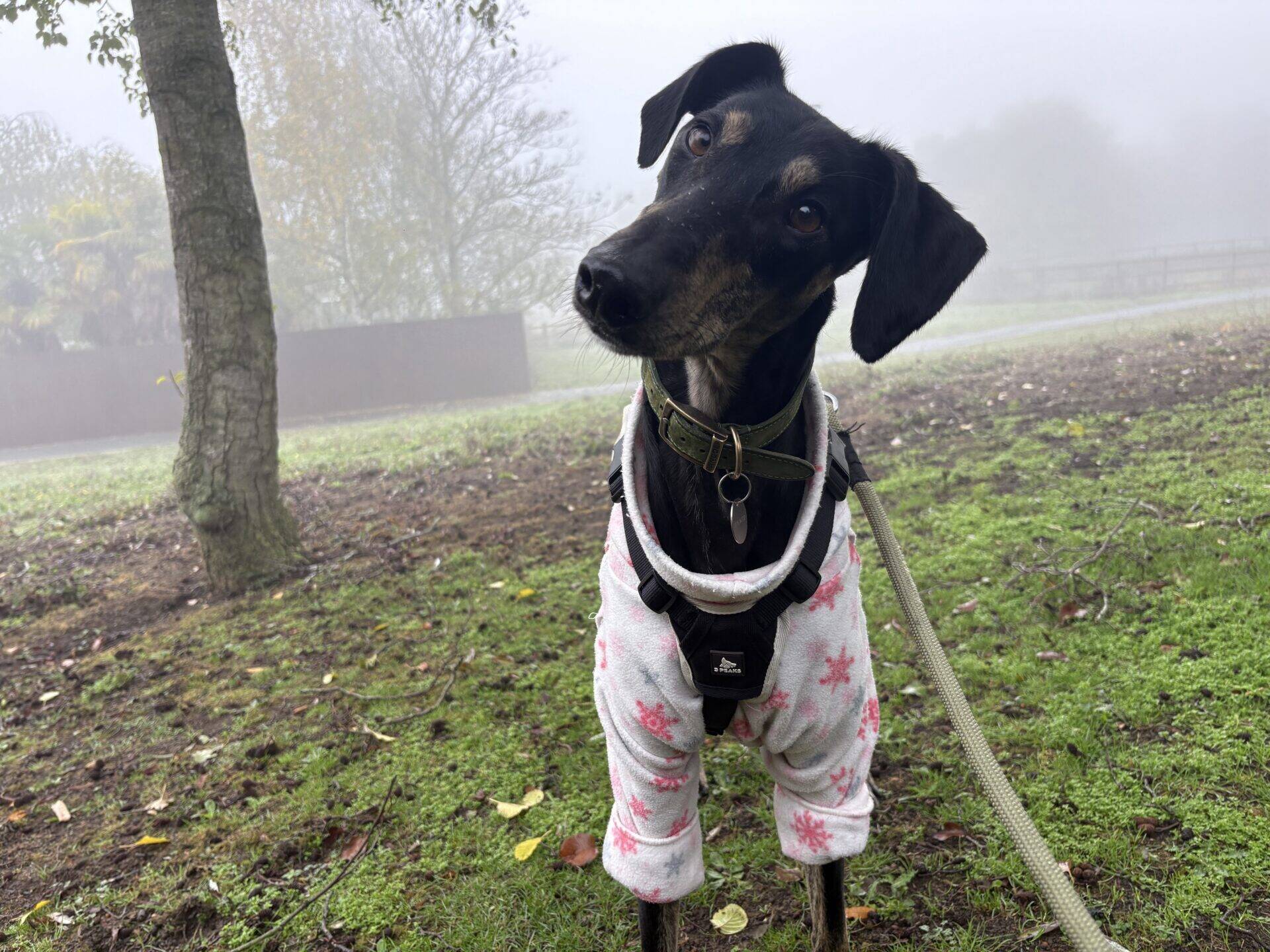 Dr Doof the Lurcher, a black dog with floppy ears, wears a white fleece coat with pink snowflakes and a harness whilst standing on a foggy grassy path.