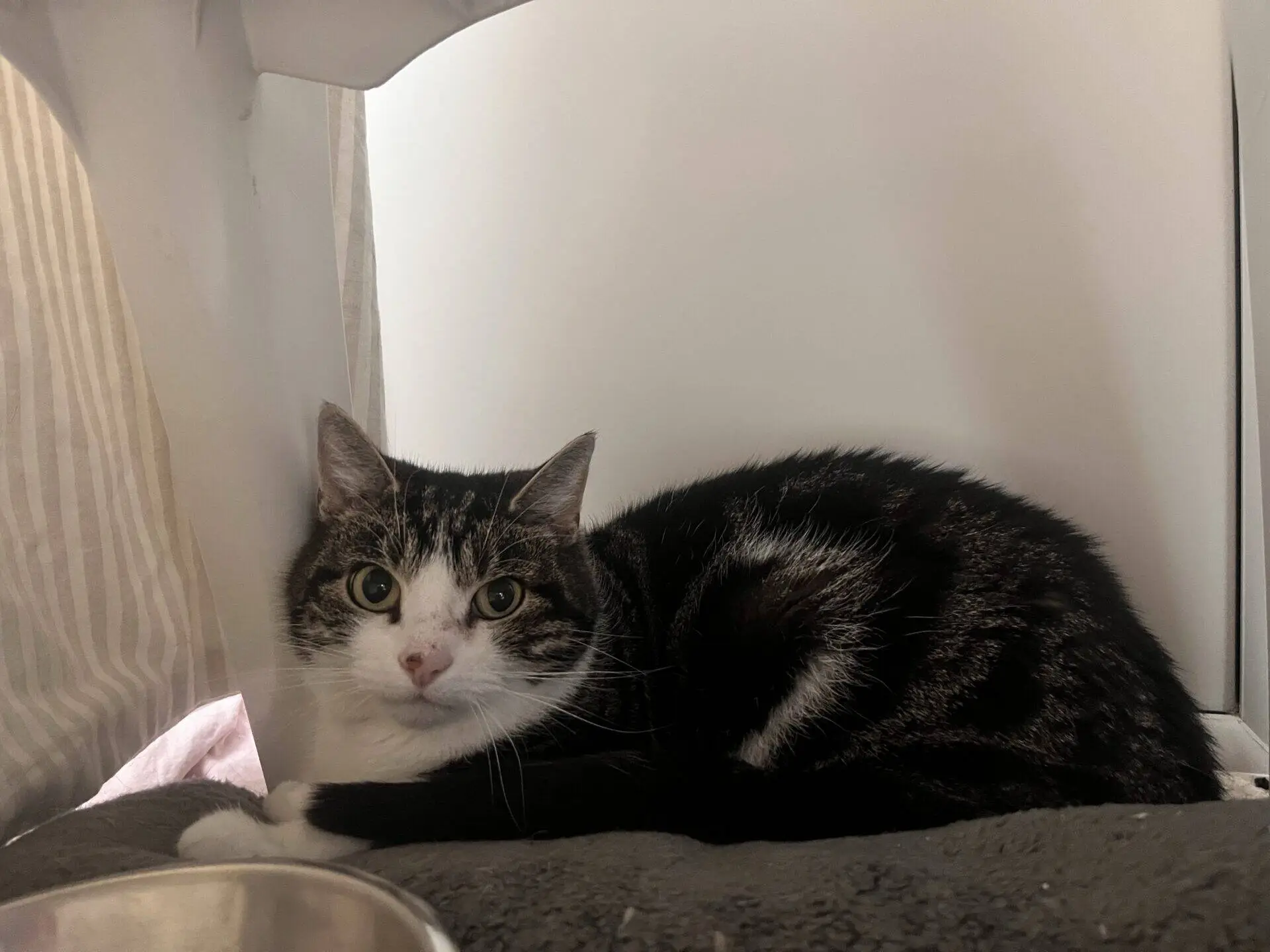 A black and white cat lies curled up on a grey blanket, looking directly at the camera. There is a metal bowl in the foreground and light filtering in from the left side.