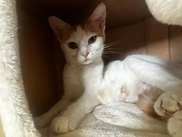 A white and orange cat lounges inside a cosy, beige, enclosed cat house, gazing directly at the camera with a relaxed and calm expression.