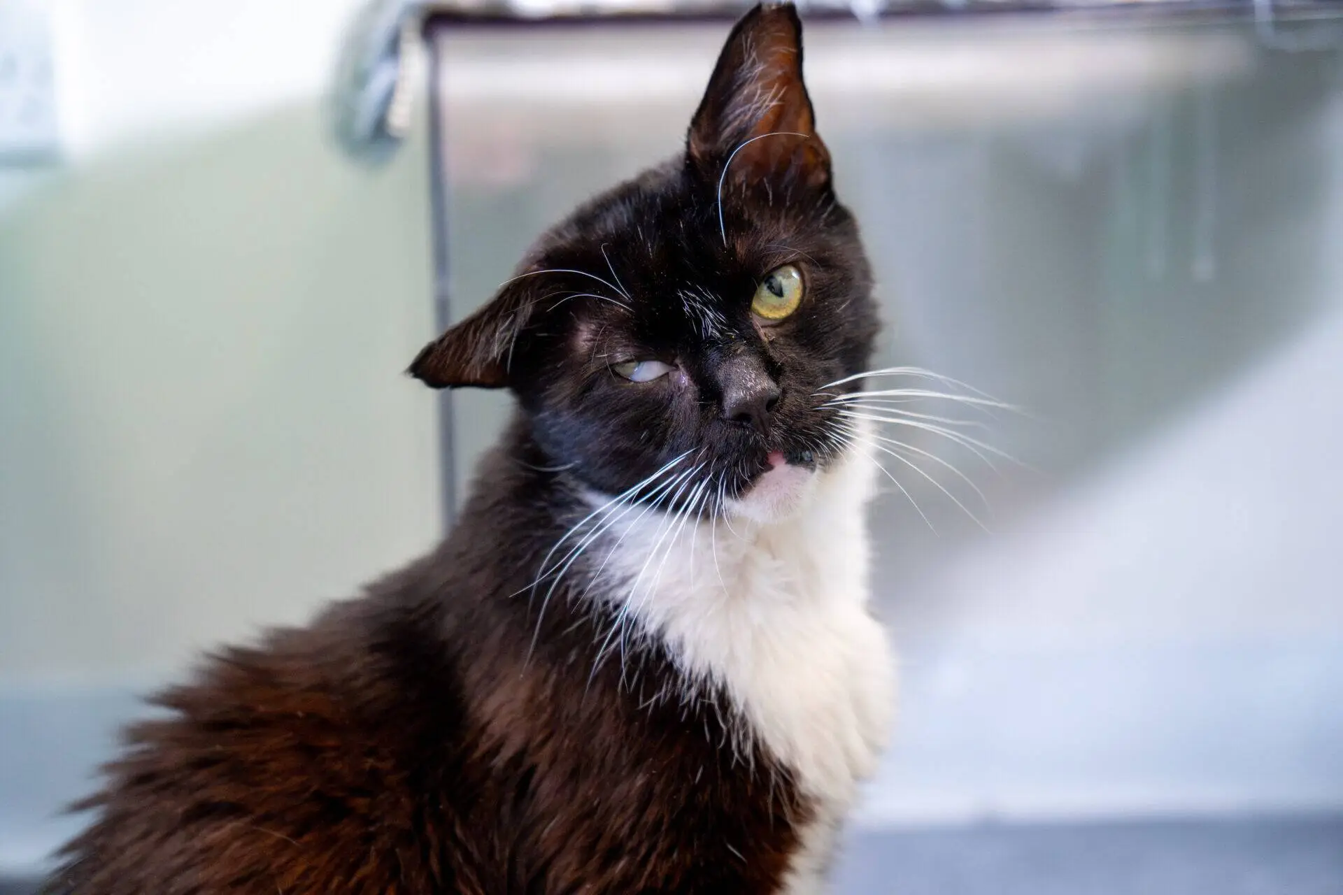 A black and white cat with one eye partially closed looks at the camera, sitting in a room with a blurred background.