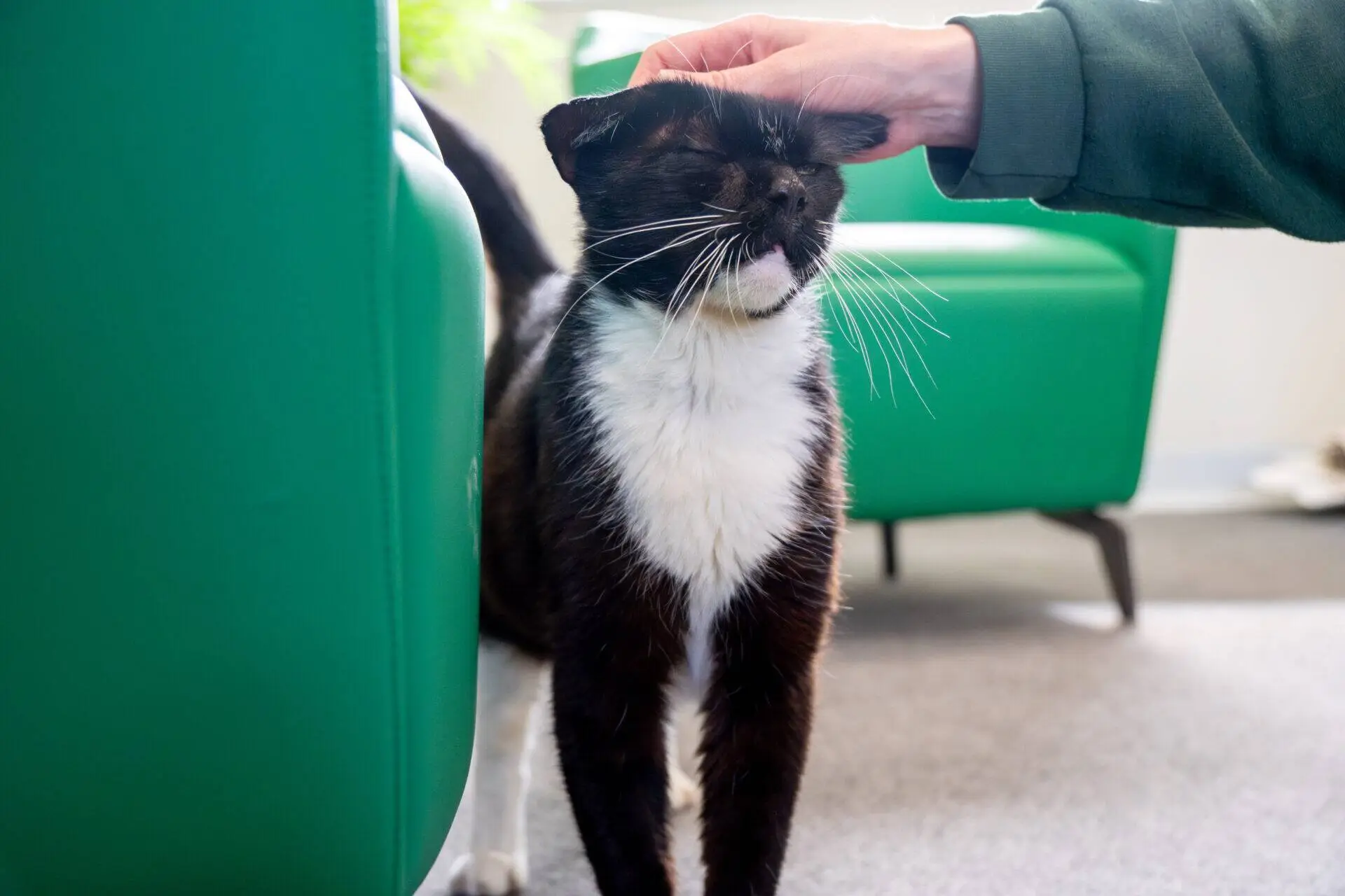 A black and white cat stands on the floor, eyes closed and enjoying being stroked on the head by a person's hand next to a green chair.