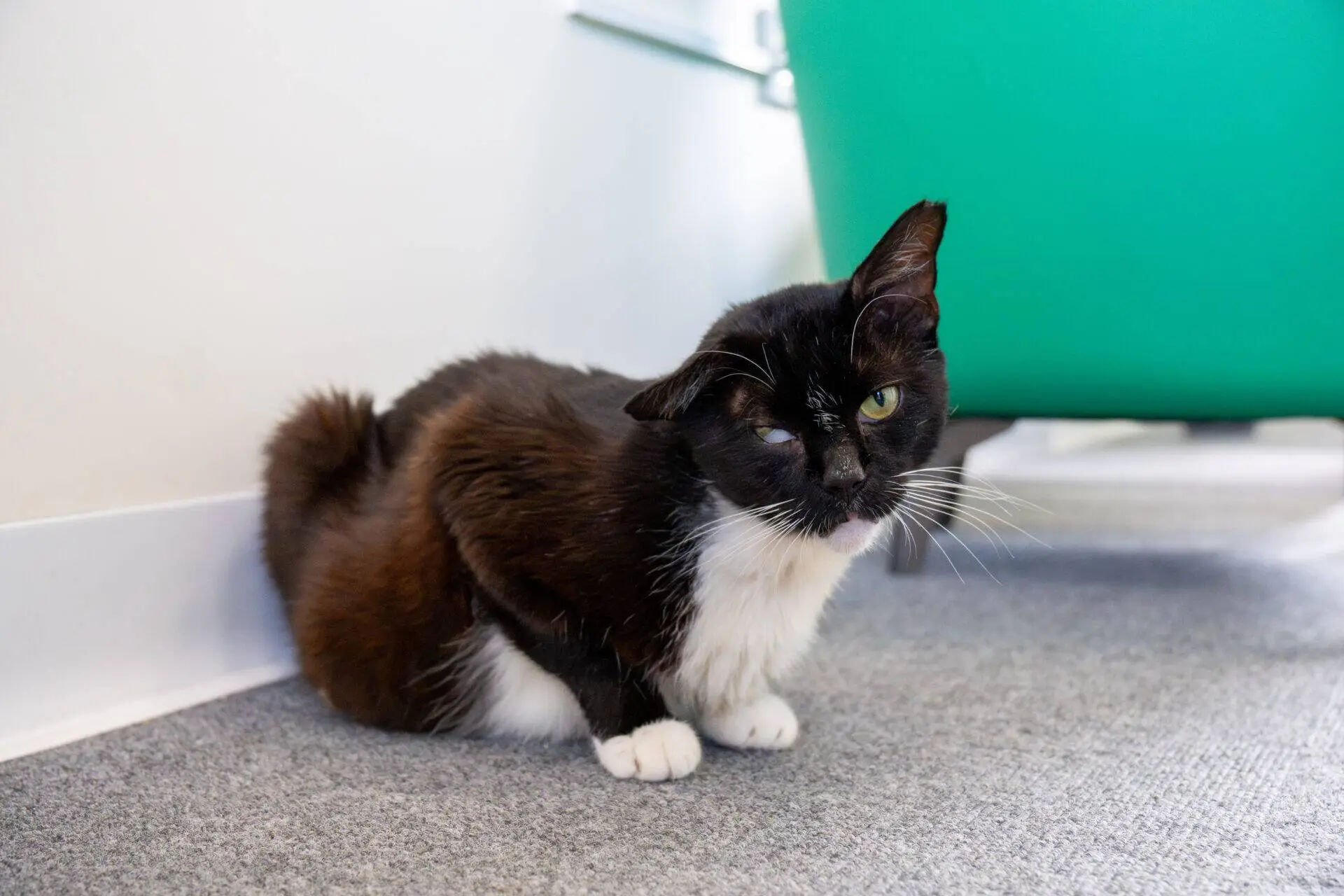 A black and white cat with green eyes sits on grey carpet near a white wall and a green chair, looking slightly to the side.