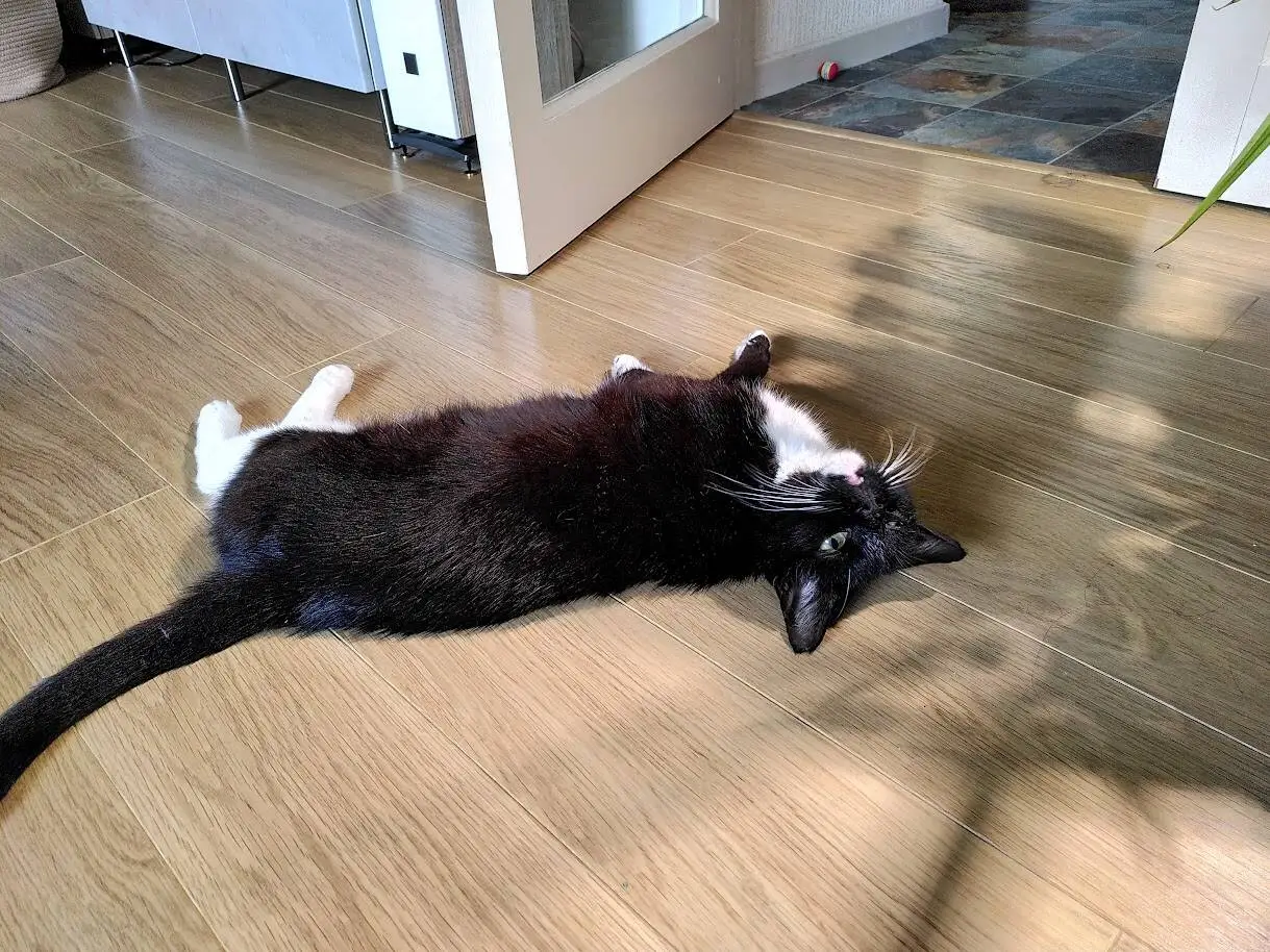 A black and white cat is lying on its side on a wooden floor, looking up at the camera. Sunlight and shadows are visible on the floor around the cat.