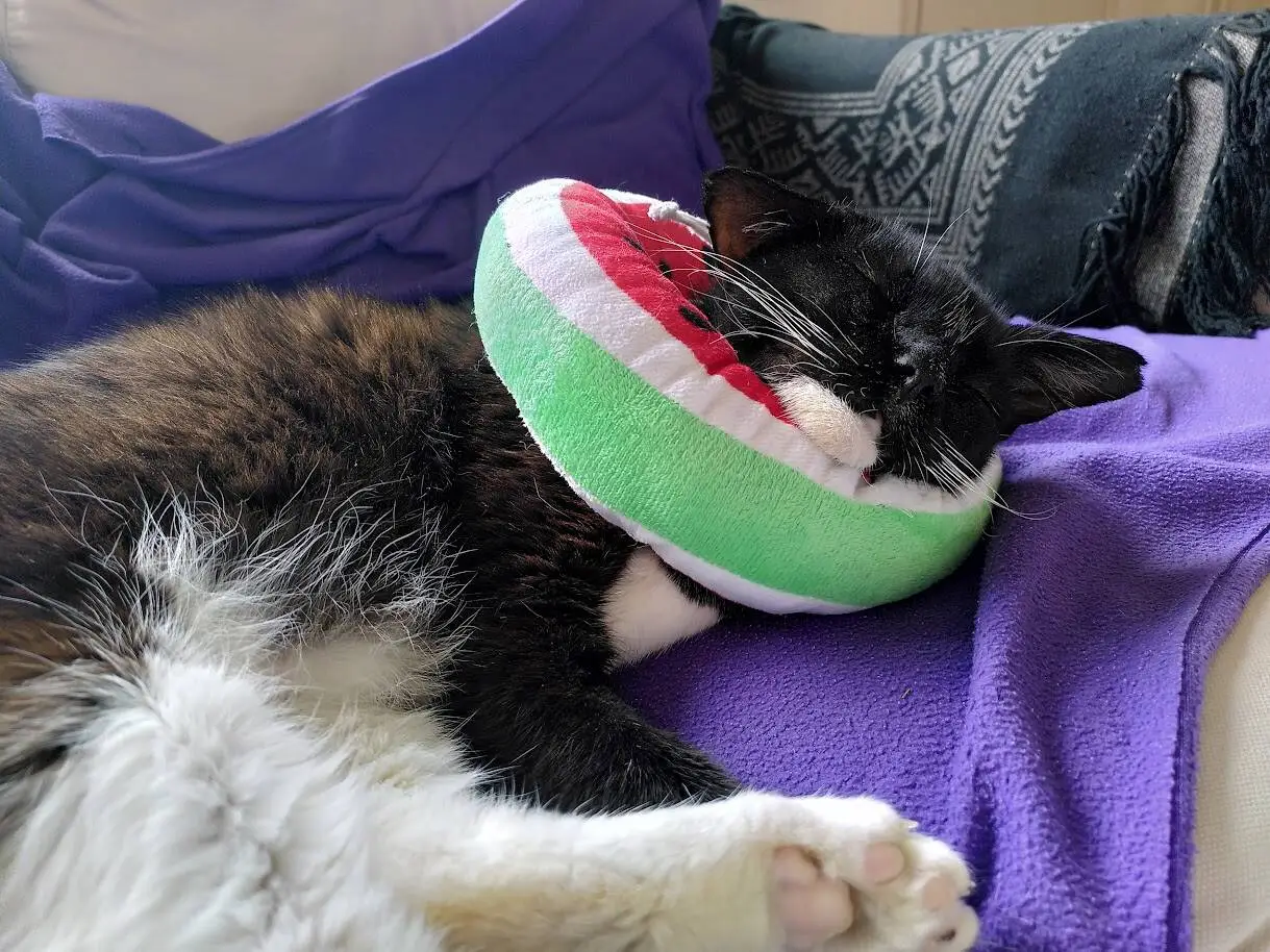 A black and white cat is sleeping on a purple blanket, wearing a plush watermelon-shaped collar round its neck.