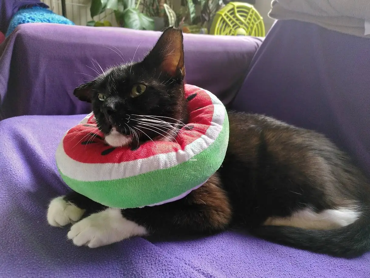 A black and white cat with a watermelon-shaped plush collar lounges on a purple blanket, looking to the side.