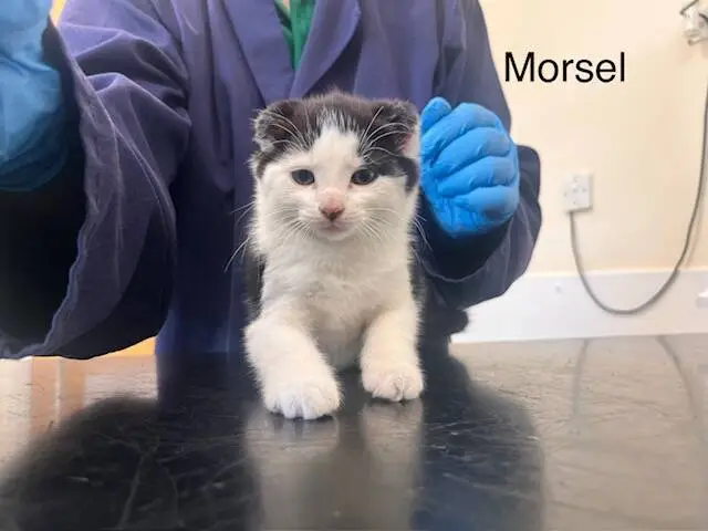 A black-and-white kitten named Morsel sits on a table, with a person in a blue lab coat and gloves behind it.