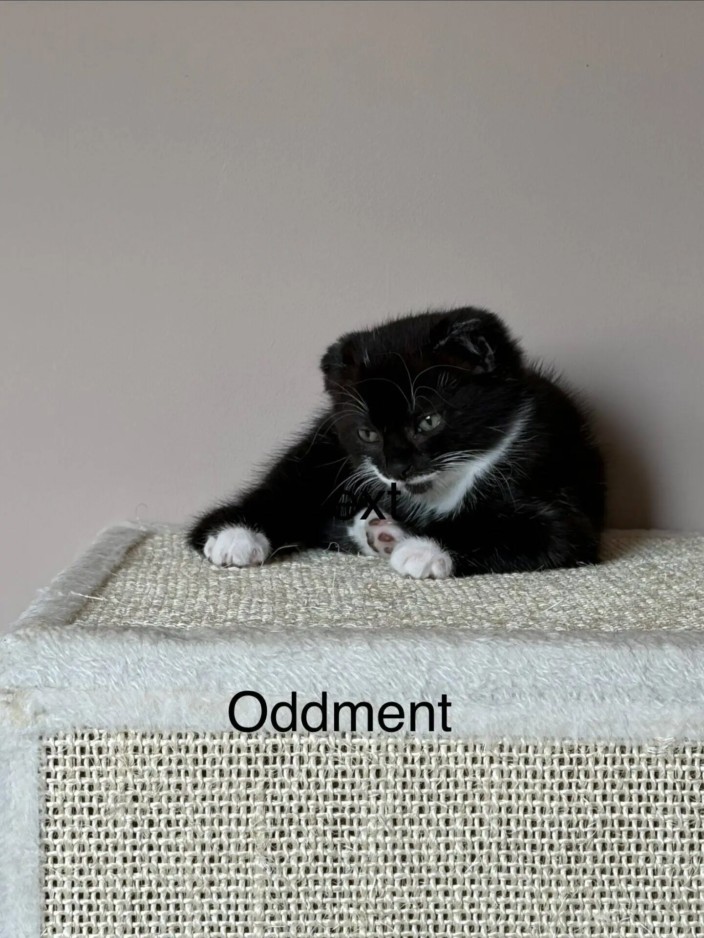 A black and white kitten sits on top of a cat scratcher, looking down and playing with its paw. The word Oddment is written on the front of the scratcher.