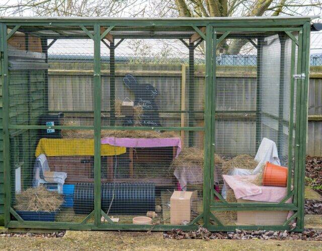 Large outdoor rabbit hutch with green wire mesh, covered in hay. Inside are boxes, bowls, a tunnel, water bottles, and various blankets and towels. Trees and a wooden fence are visible in the background.