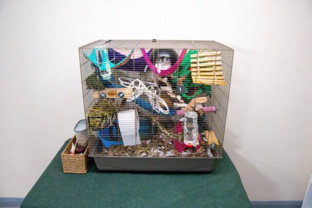 A multi-level small animal cage with ramps, tubes, water bottles, and various toys sits on a green surface against a plain white wall. A small basket with items is placed next to the cage.