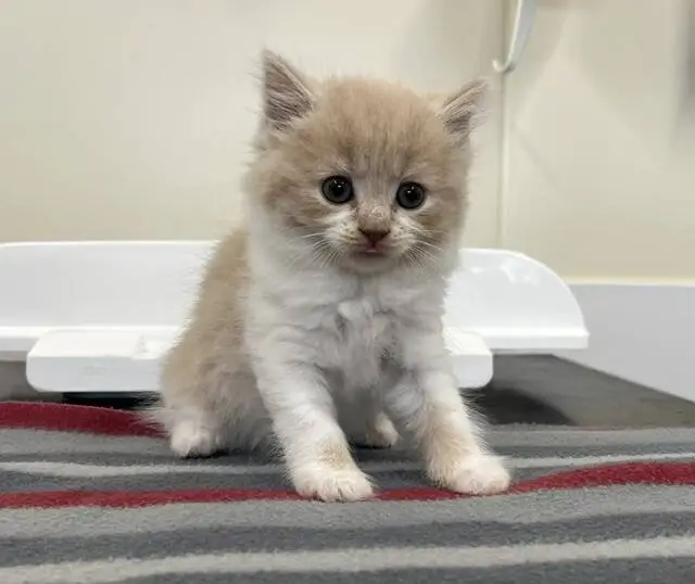 A fluffy tan and white kitten with blue eyes sits on a striped grey and red blanket, looking slightly upward in a brightly lit indoor setting.