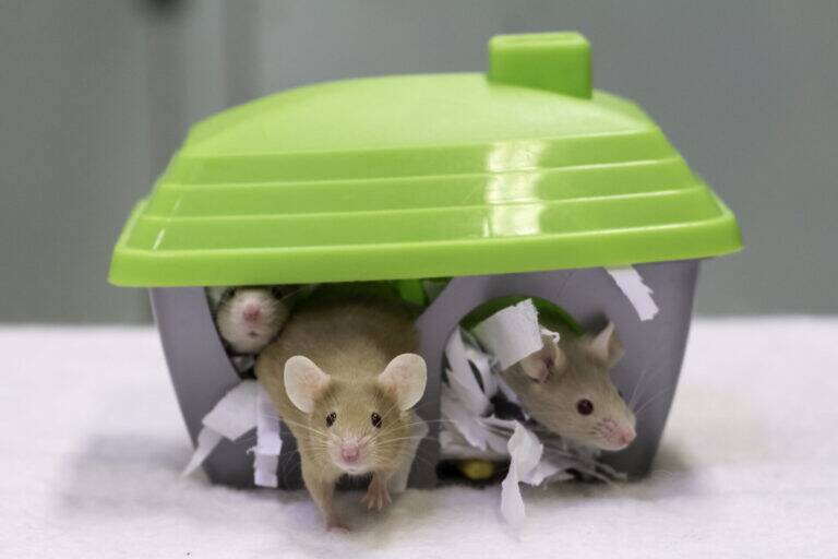 Three light brown mice peek out from a small plastic toy house with a green roof. Shredded white paper is visible inside the house. The background is blurred.
