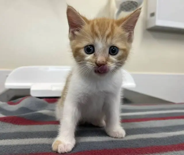 A small orange and white kitten sits on a striped blanket, licking its nose with its tongue out, and looking directly at the camera.