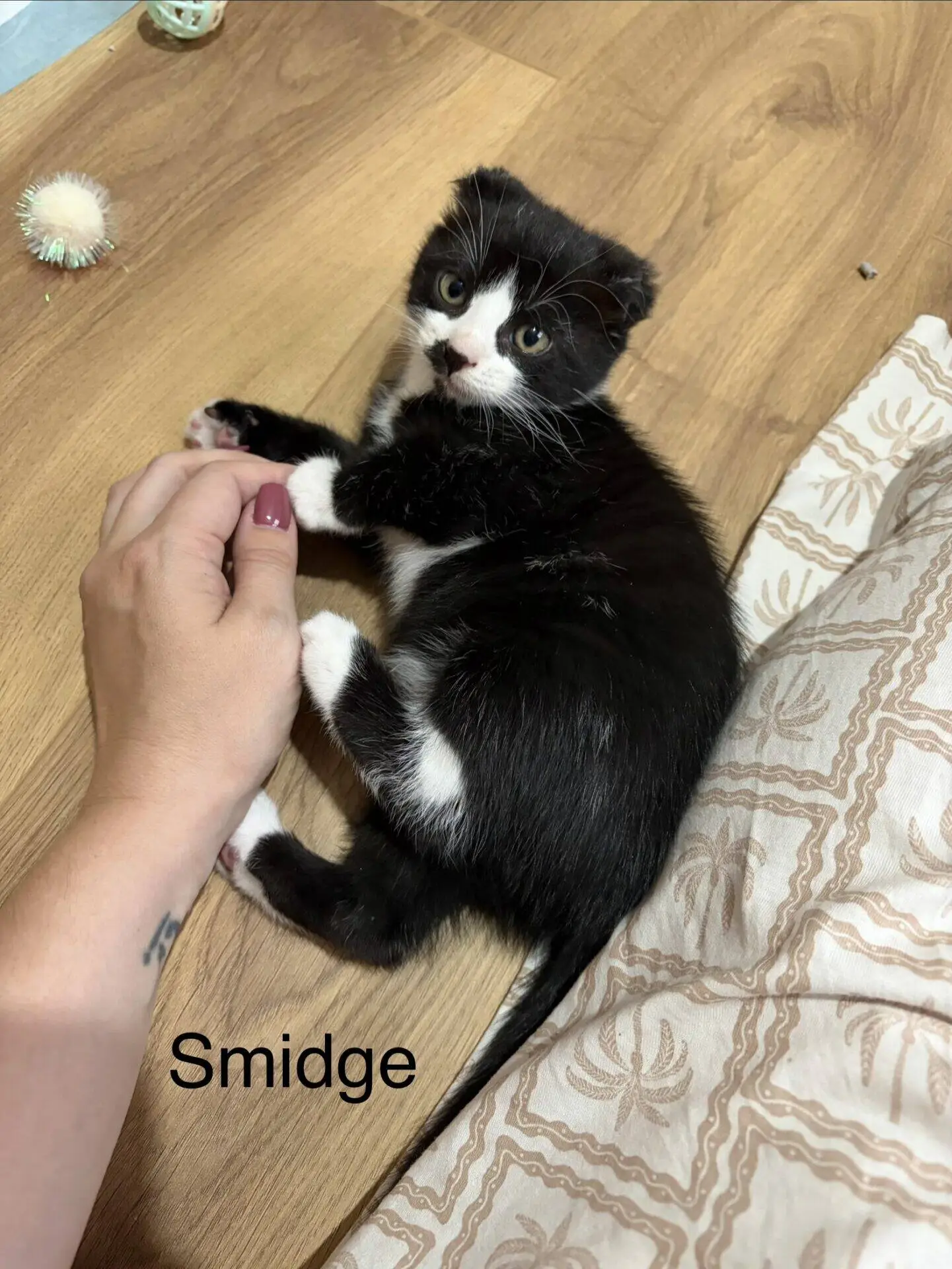 A small black and white kitten lies on a wooden floor near a patterned blanket, playfully holding a person's hand. The name Smidge is written on the image.