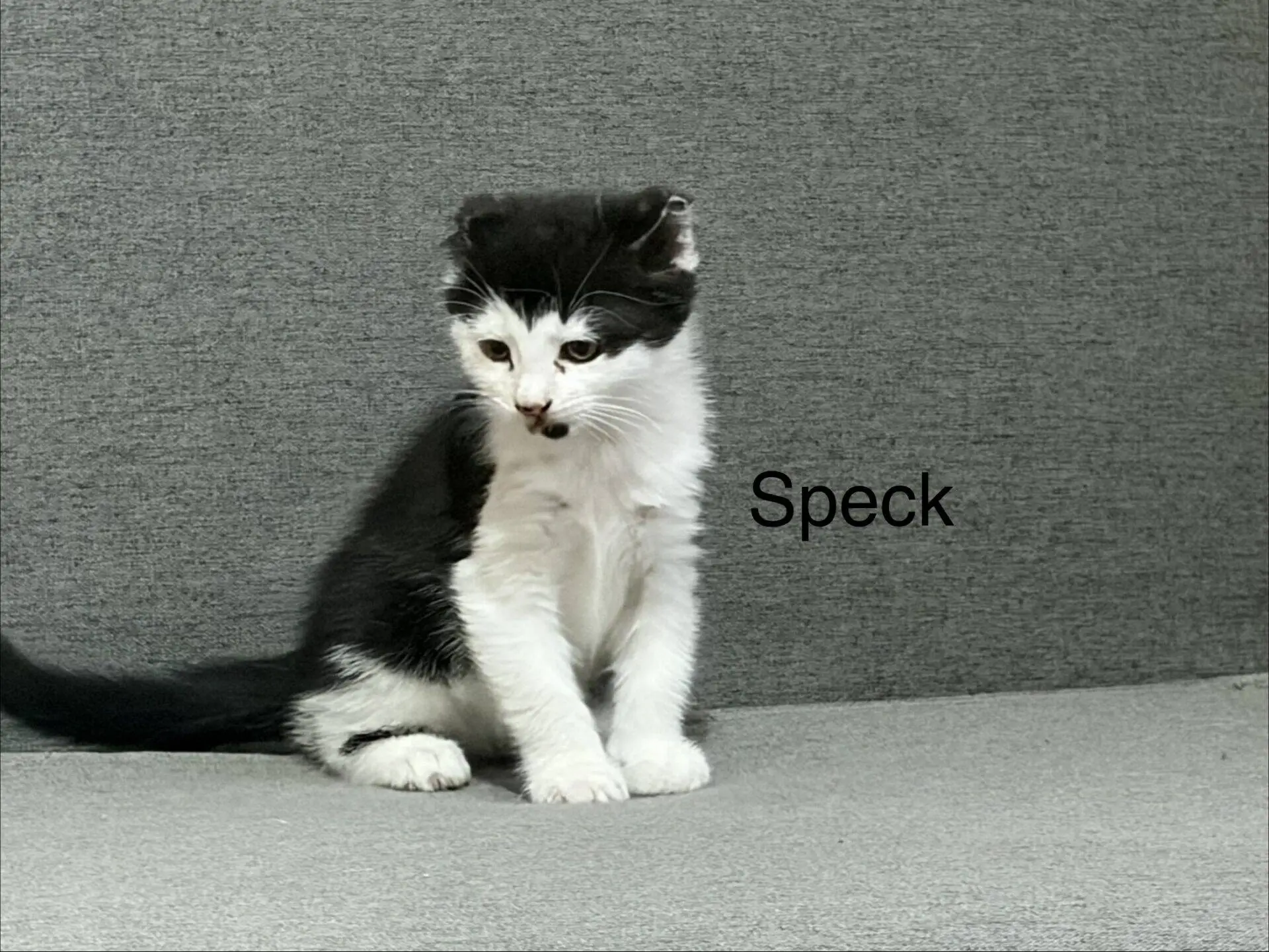 A black and white kitten sits on a grey surface with the name Speck written beside it in black text.