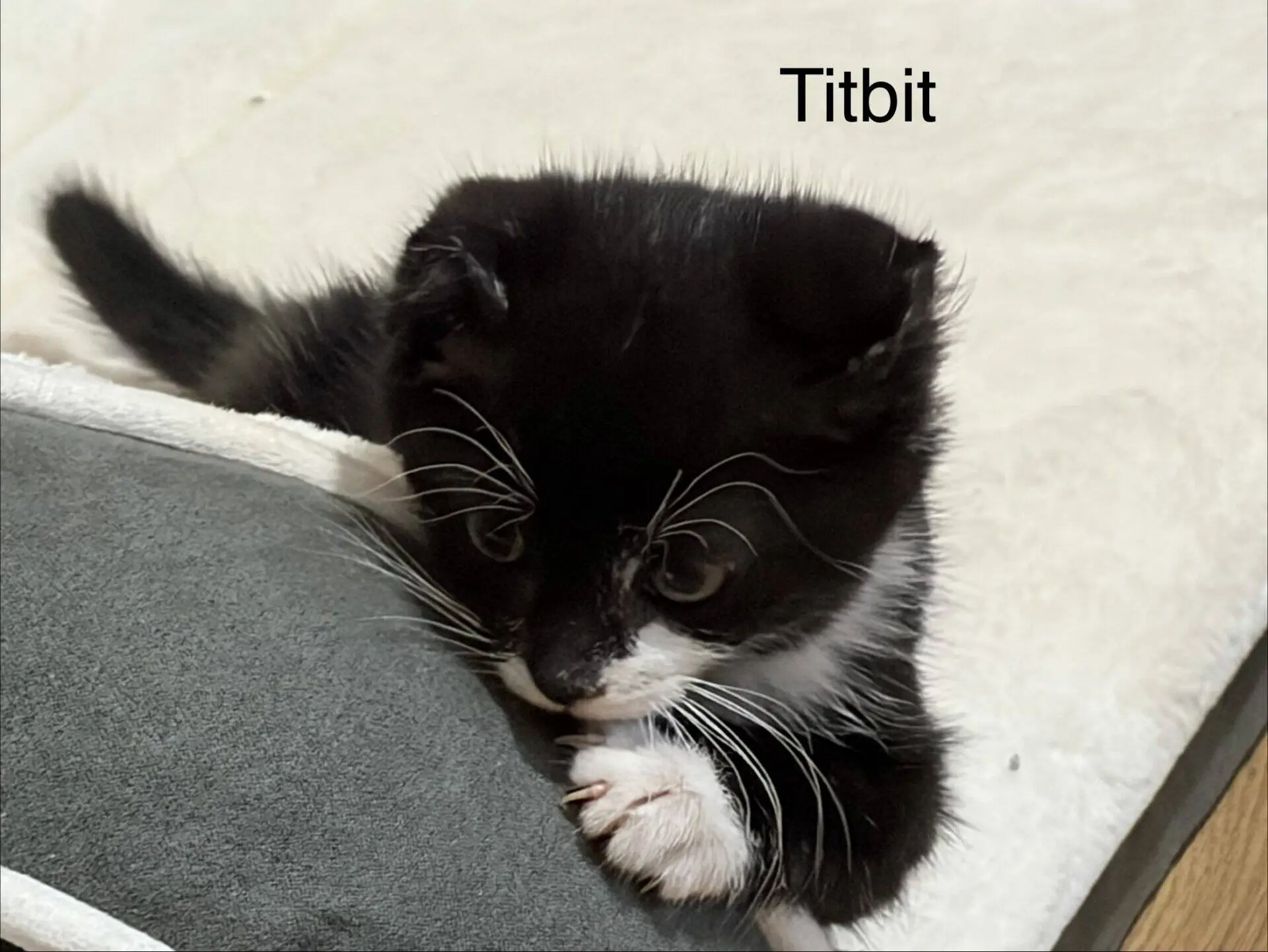 A small black and white kitten with white paws and whiskers is lying on a soft surface. The word Titbit appears in the top right corner.
