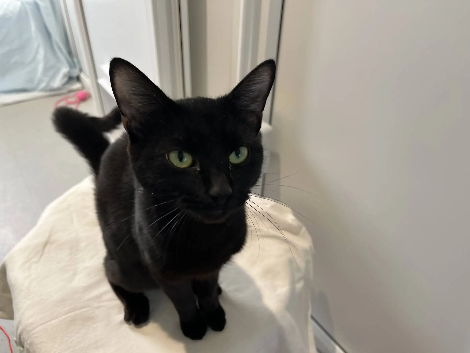 A black cat with green eyes sits on a white surface indoors, looking slightly upward with ears pointed forwards.