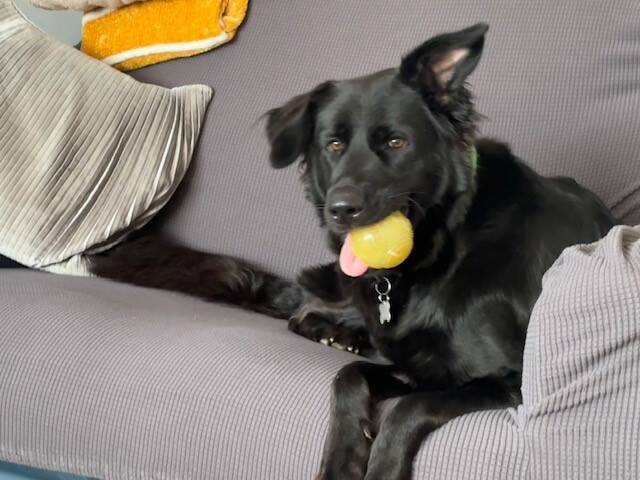 A black German Shepherd cross Retriever dog named Hera lies on a grey sofa, holding a yellow ball in her mouth. Cushions and a folded yellow blanket are visible in the background.