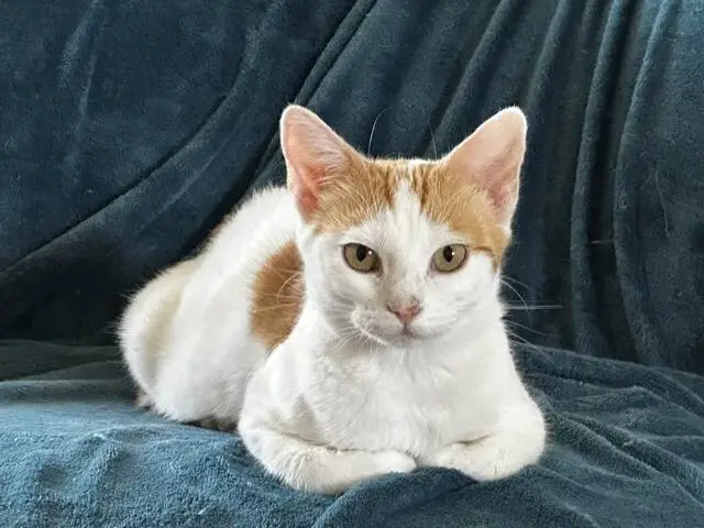 A white cat with orange patches is lying on a teal blanket, looking directly at the camera with alert, golden eyes.