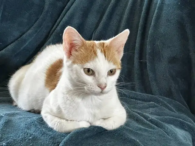 A white cat with orange patches is lying on a soft blue blanket, looking attentively to the side.