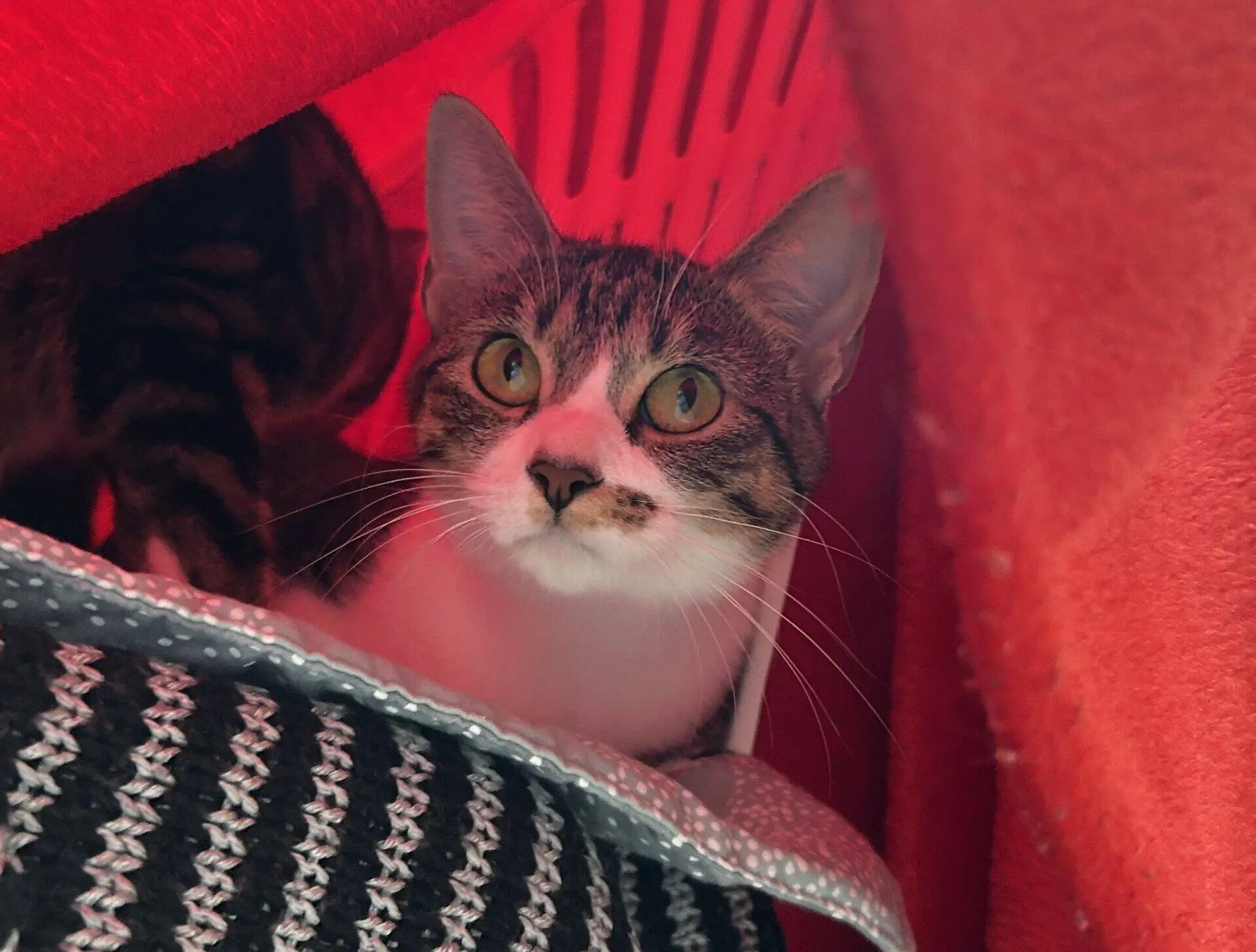 A tabby cat with white markings sits inside a red carrier, looking up with wide green eyes. A knitted black and white blanket is partially visible in the foreground.