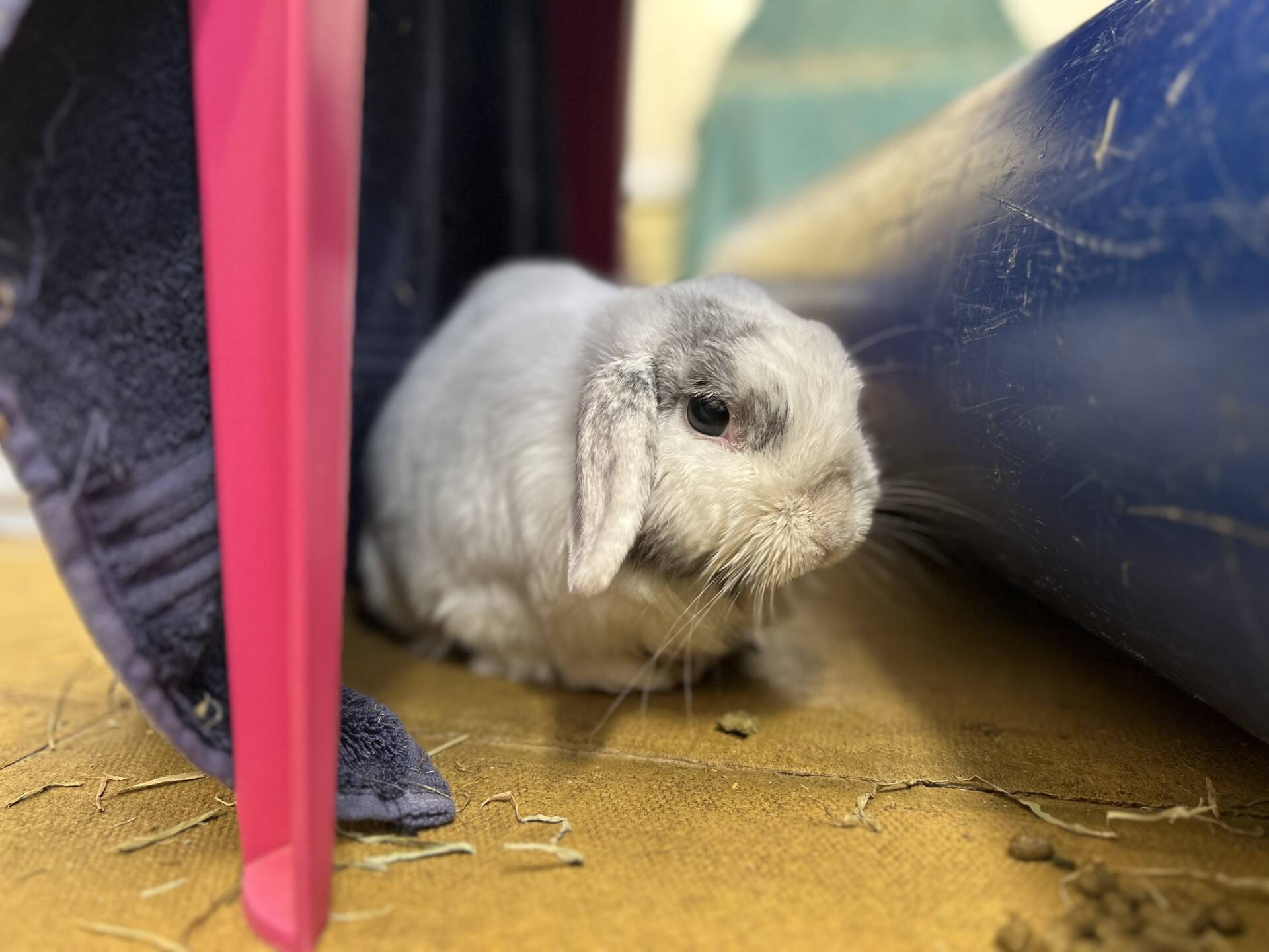 A white and grey lop-eared rabbit sits on a concrete floor between a pink plastic chair and a blue tunnel. Some hay is scattered nearby.