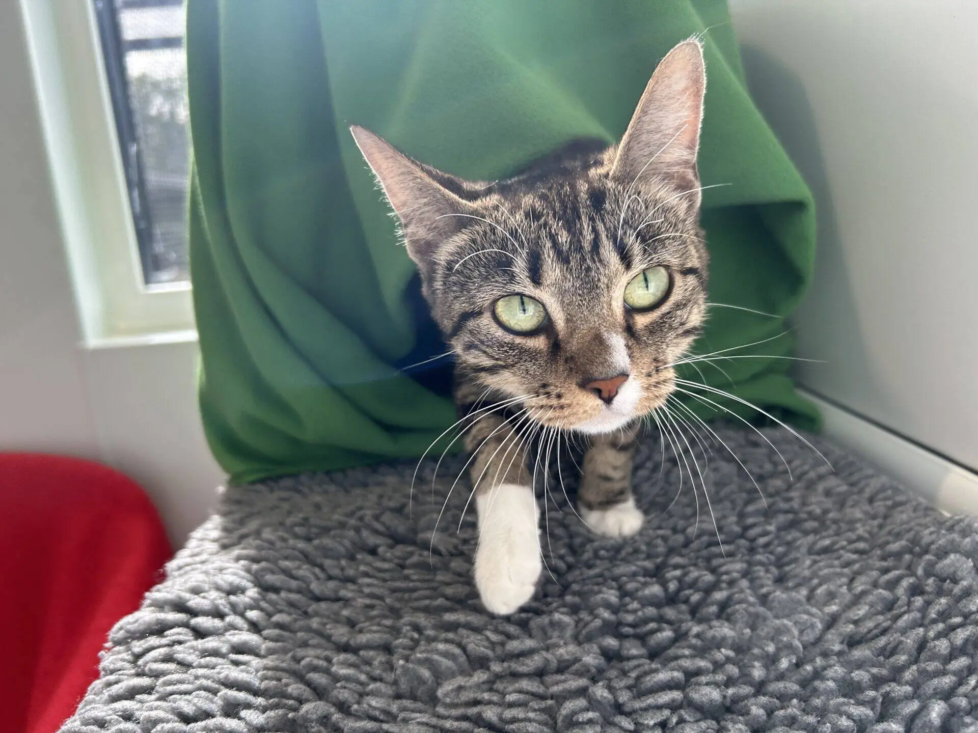 A tabby cat with green eyes and a white paw steps forward on a grey textured surface, with a green blanket draped behind it and sunlight streaming through a nearby window.