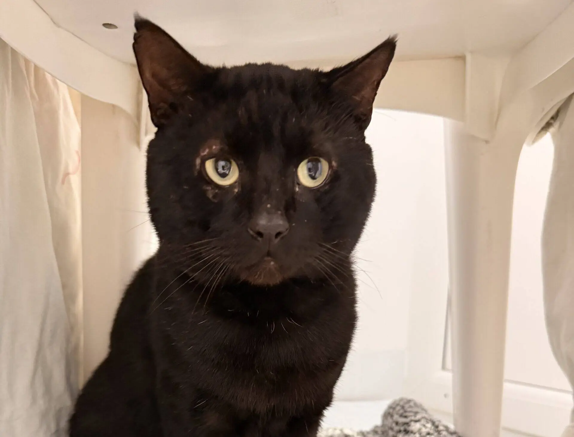 A black cat with green eyes sits under a white chair, looking directly at the camera. The background is light-coloured, and a textured blanket is visible beside the cat.